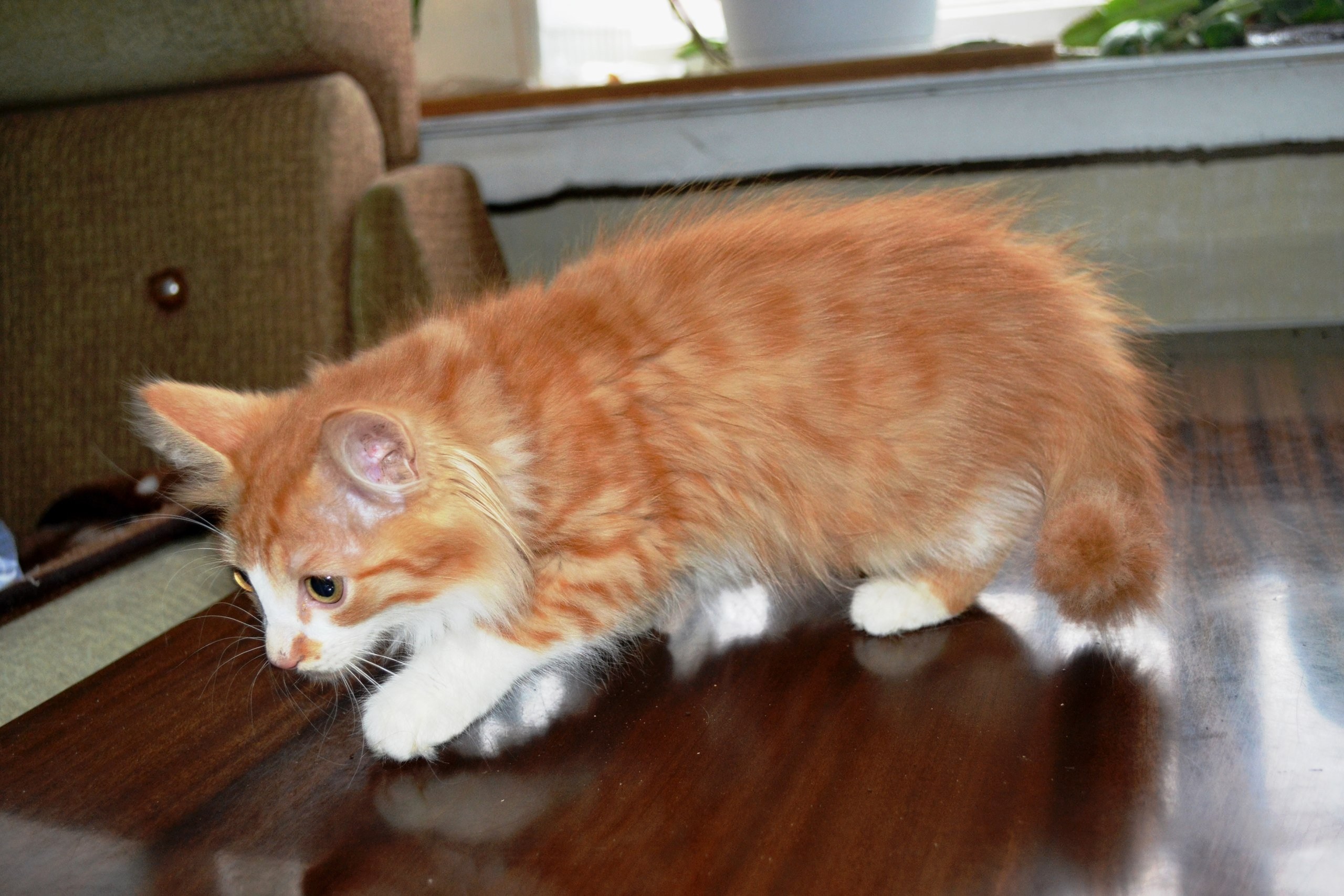 Рыжик кот. Котенок Рыжик. Котенок Рыжик (ПВХ) - ог354. Рыжик котенок в квартире.