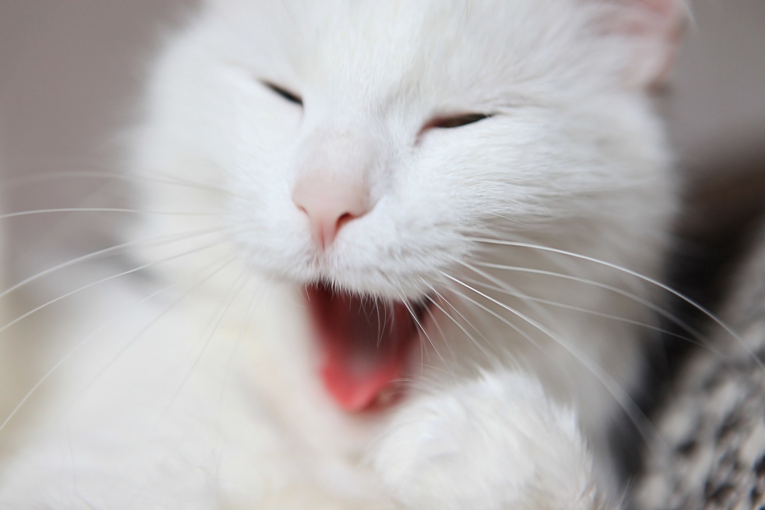 Белая кошка зевает