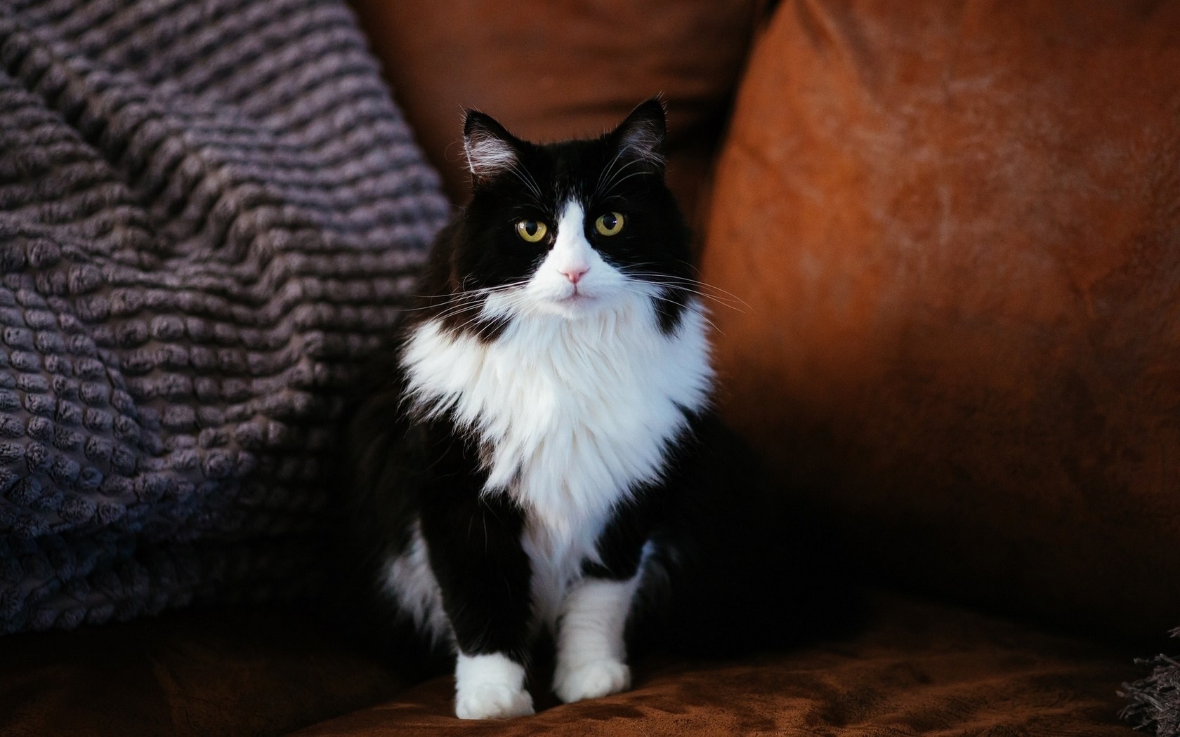 Серо черно белый котенок