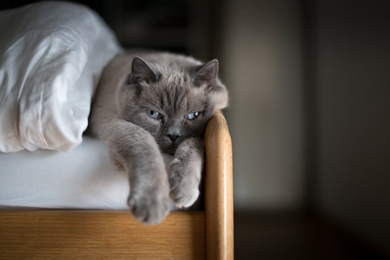 Серая кошка на диване