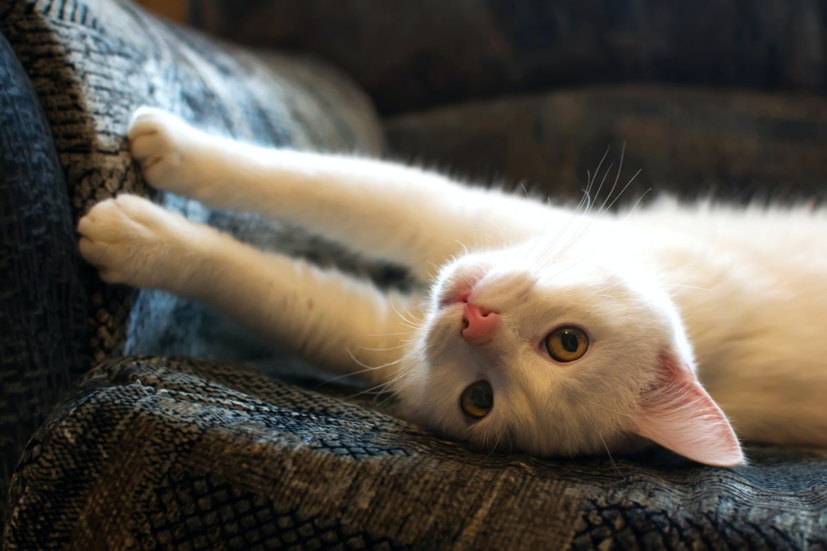 Котенок на белом диване