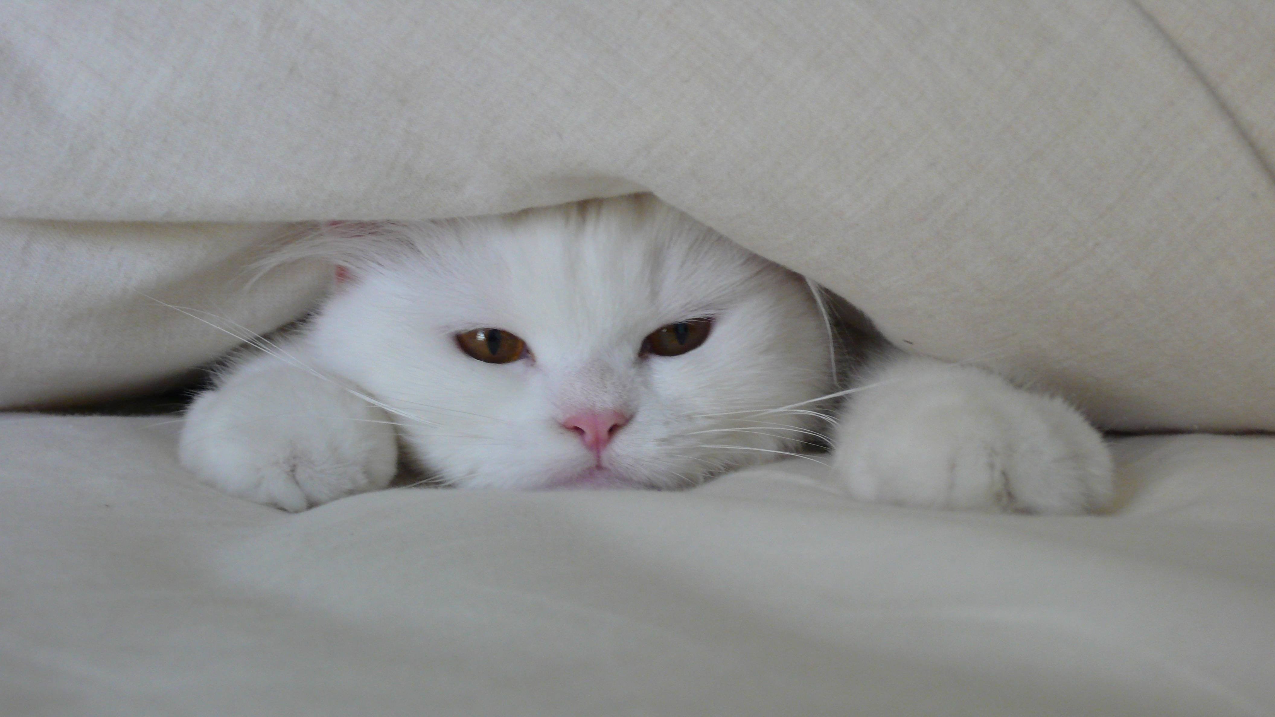 белый кот на диване
