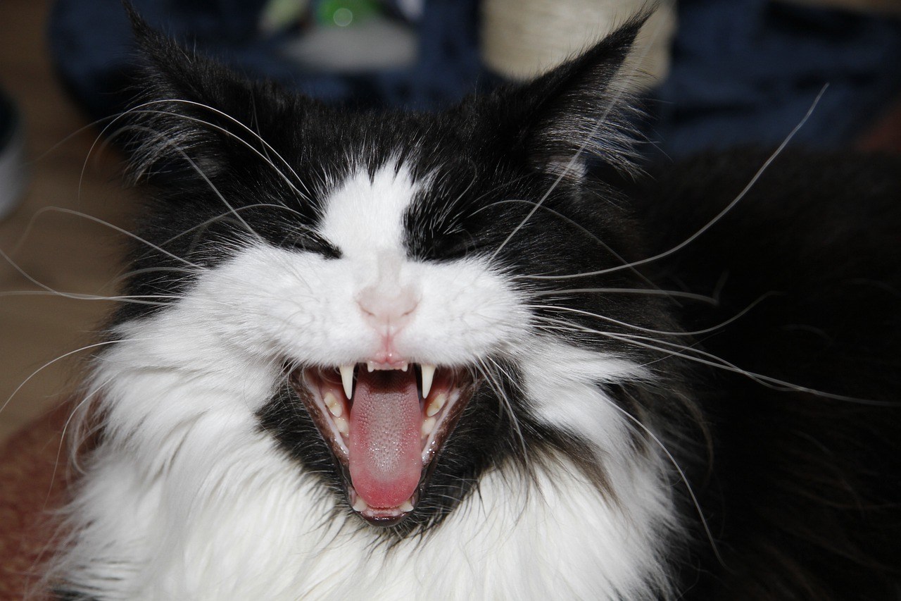 Фото кошачьих зубов