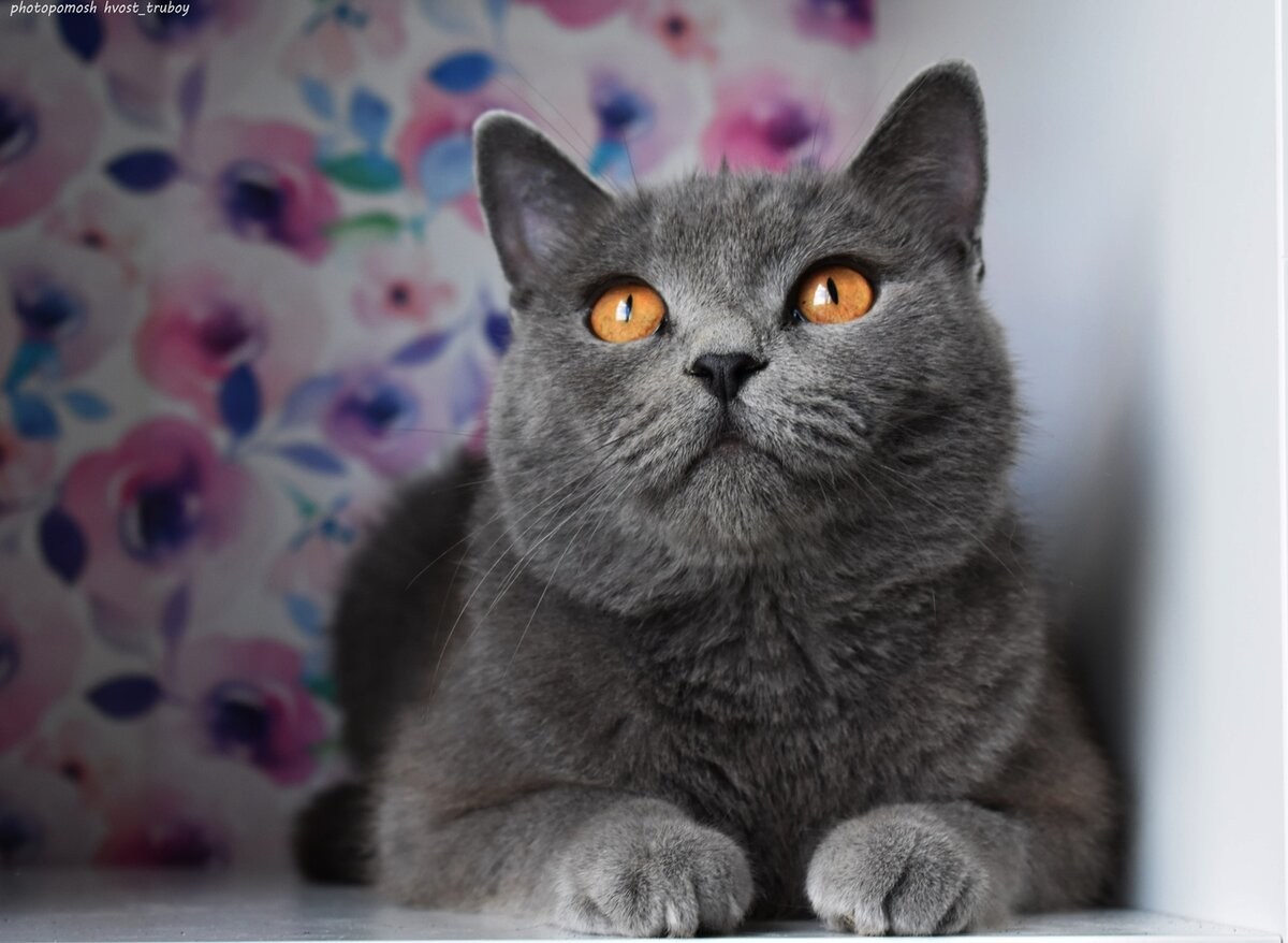 Британская кошка с прямыми ушами