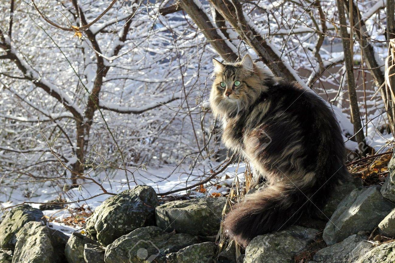 Лесной кот норвежский в дупле
