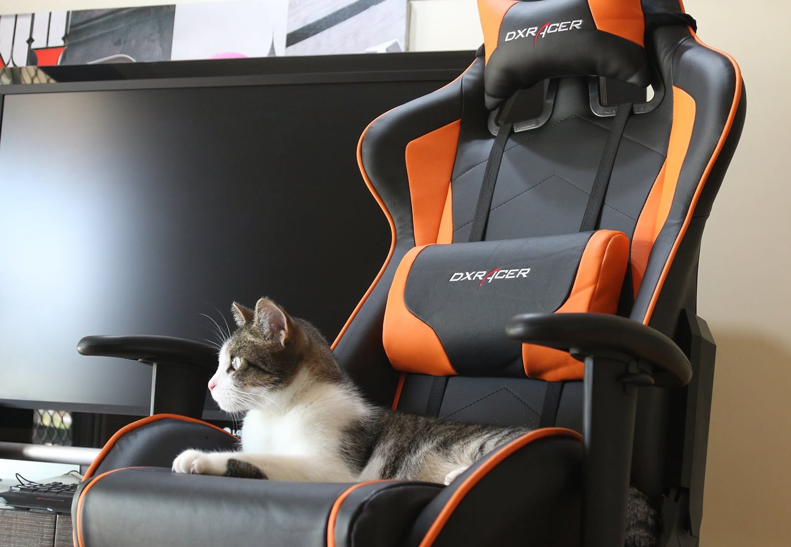Кот на офисном кресле