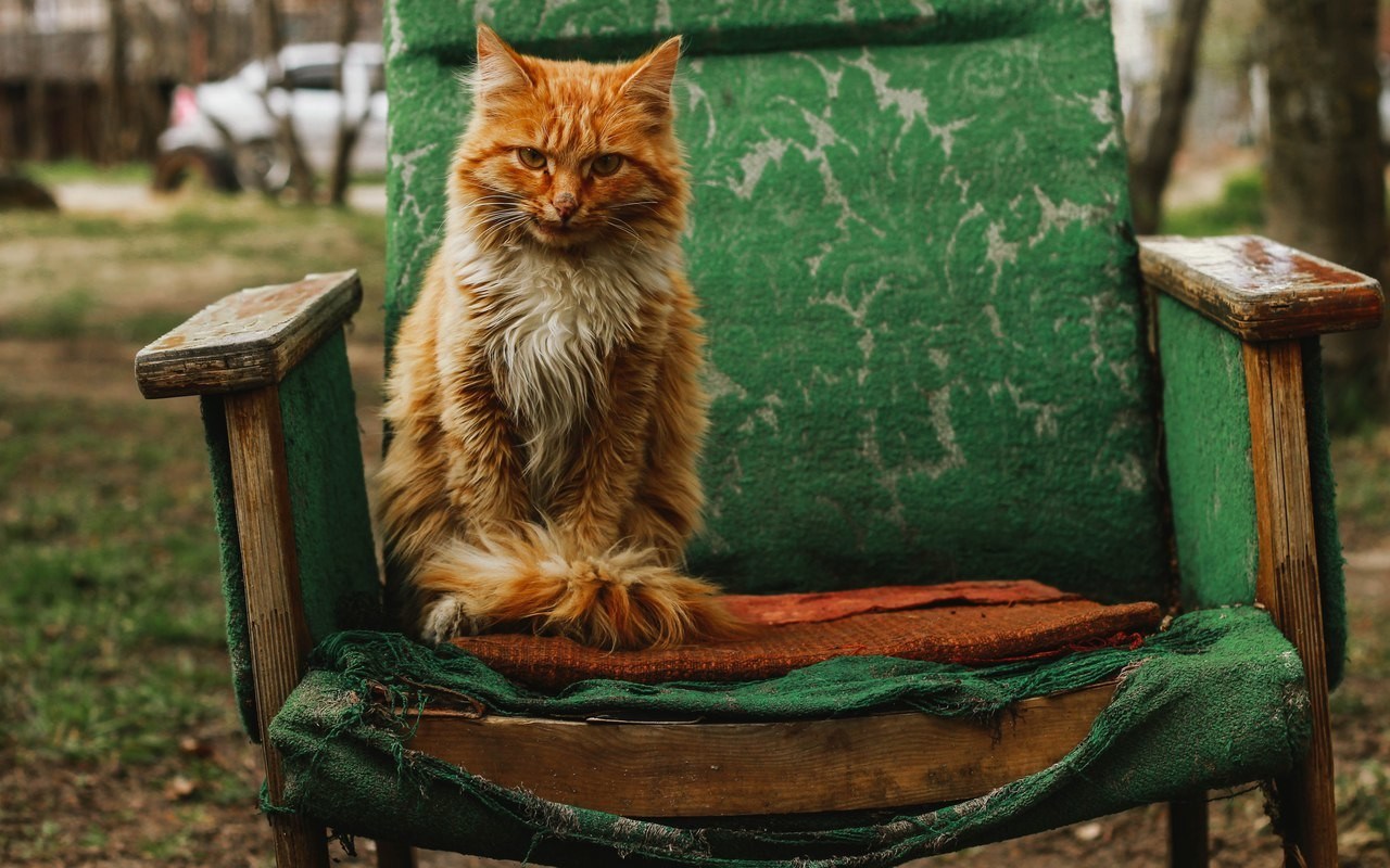 Сидеть рыжий. Кошка на стуле. Рыжий кот на стуле. Рыжий кот в кресле. Кресло кот.