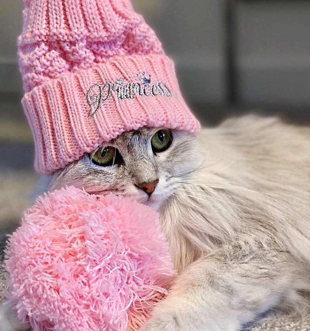 Котенок в розовой шапочке