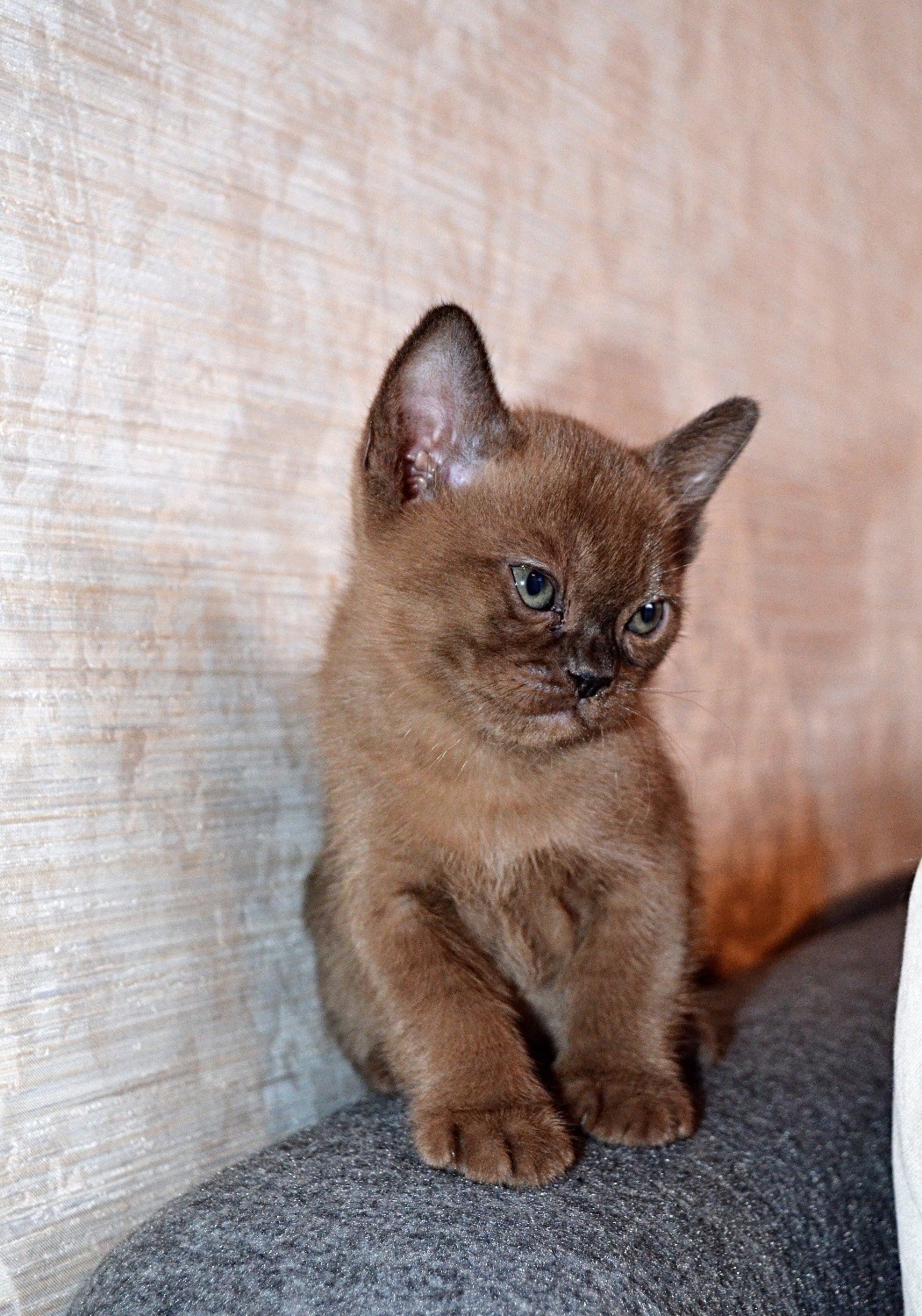 Бурманский кот соболиный