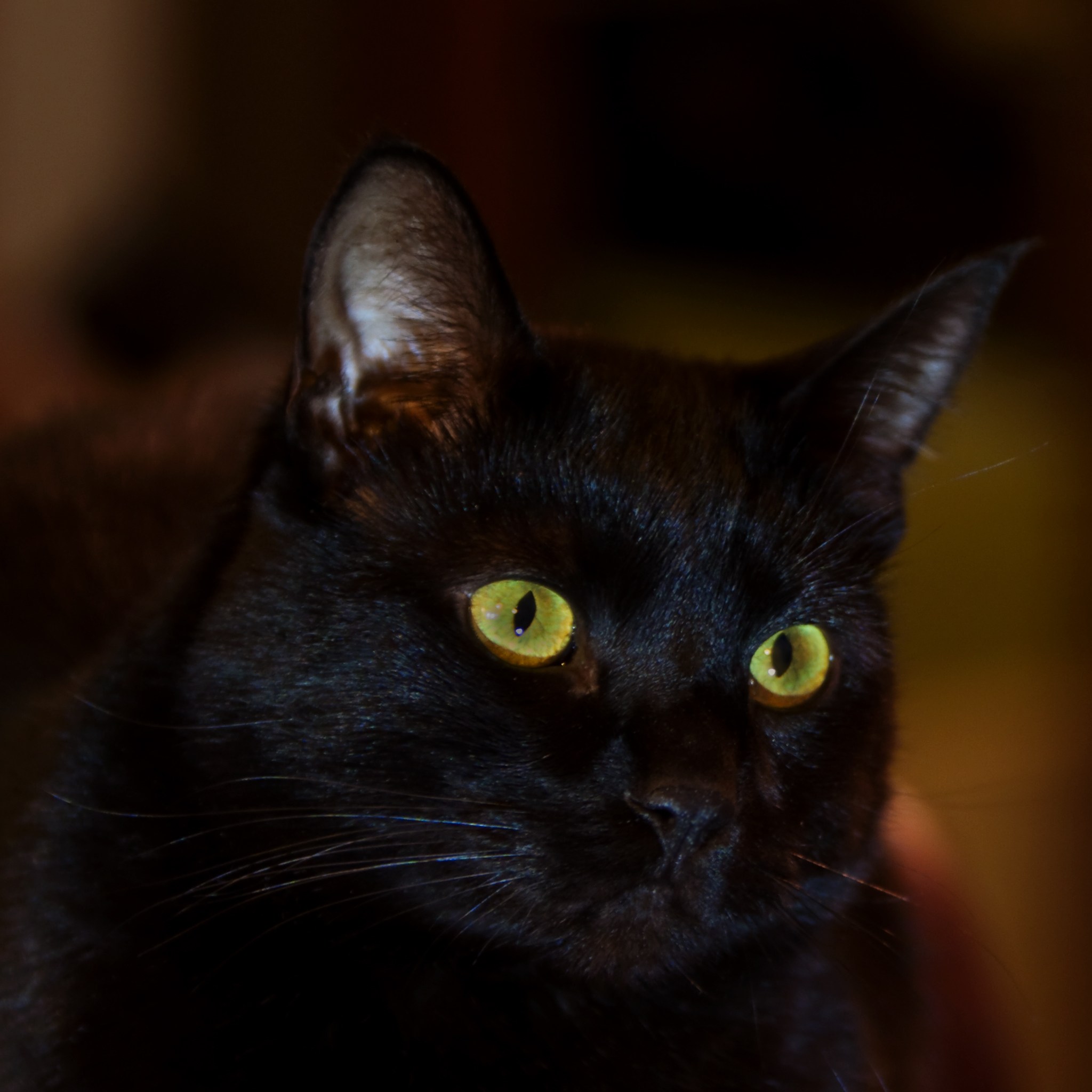Бомбейская кошка глаза