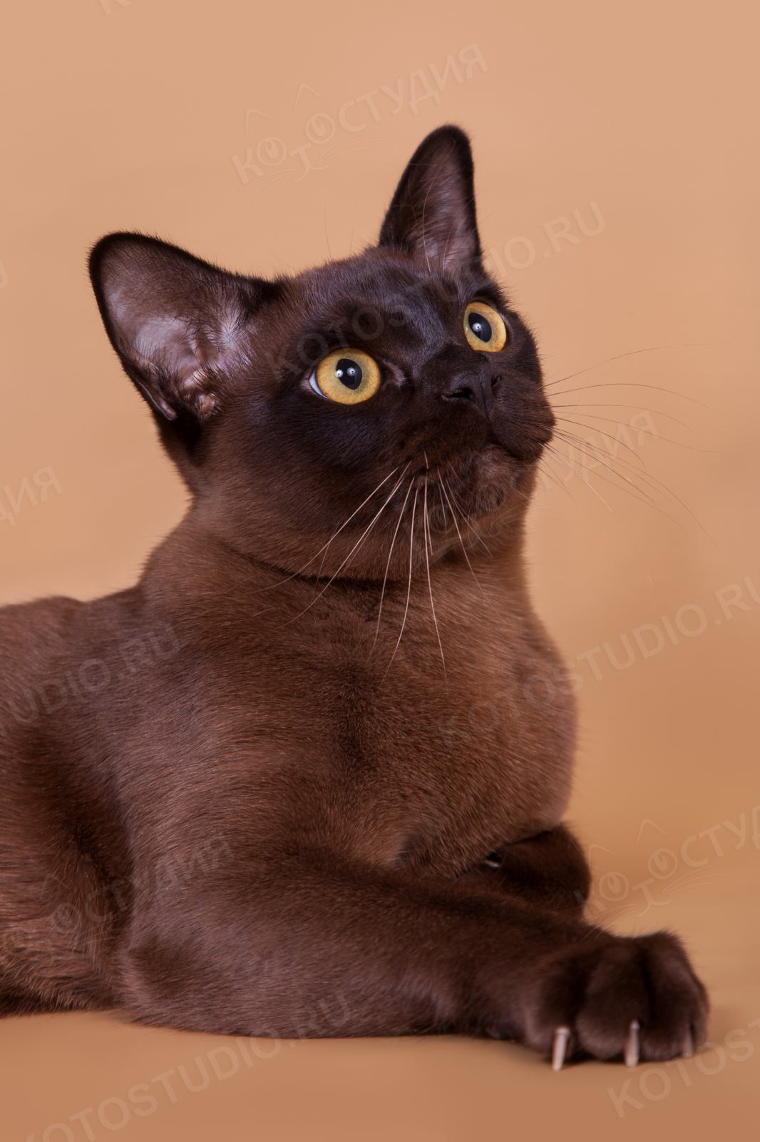 Бурманский кот черный