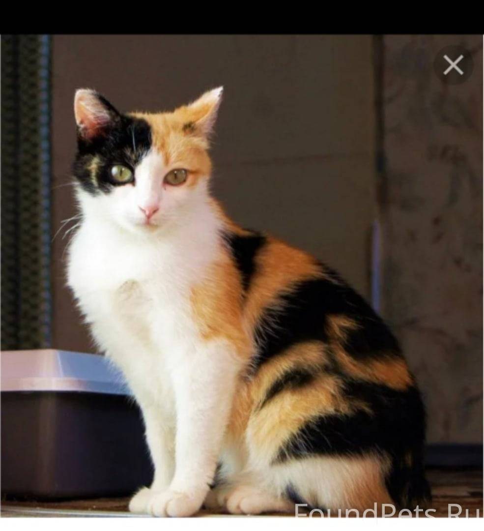 Кошка черная с рыжими пятнами порода. Сибирская кошка трехцветная короткошерстная. Порода Калико. Сибирская биколор короткошерстная. Кошка беспородная трехцветная короткошерстная.