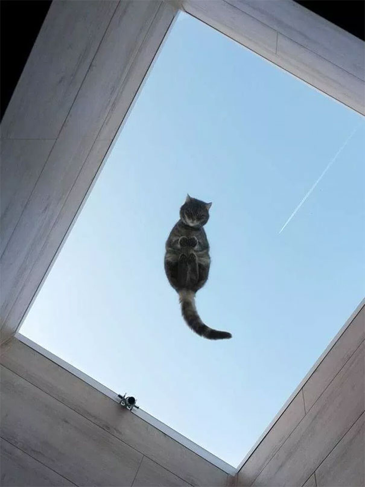 Кот на карнизе. Кошка на стекле. Кошка на стекле вид снизу. Кошка сидит на стекле вид снизу. Котики под стеклом.