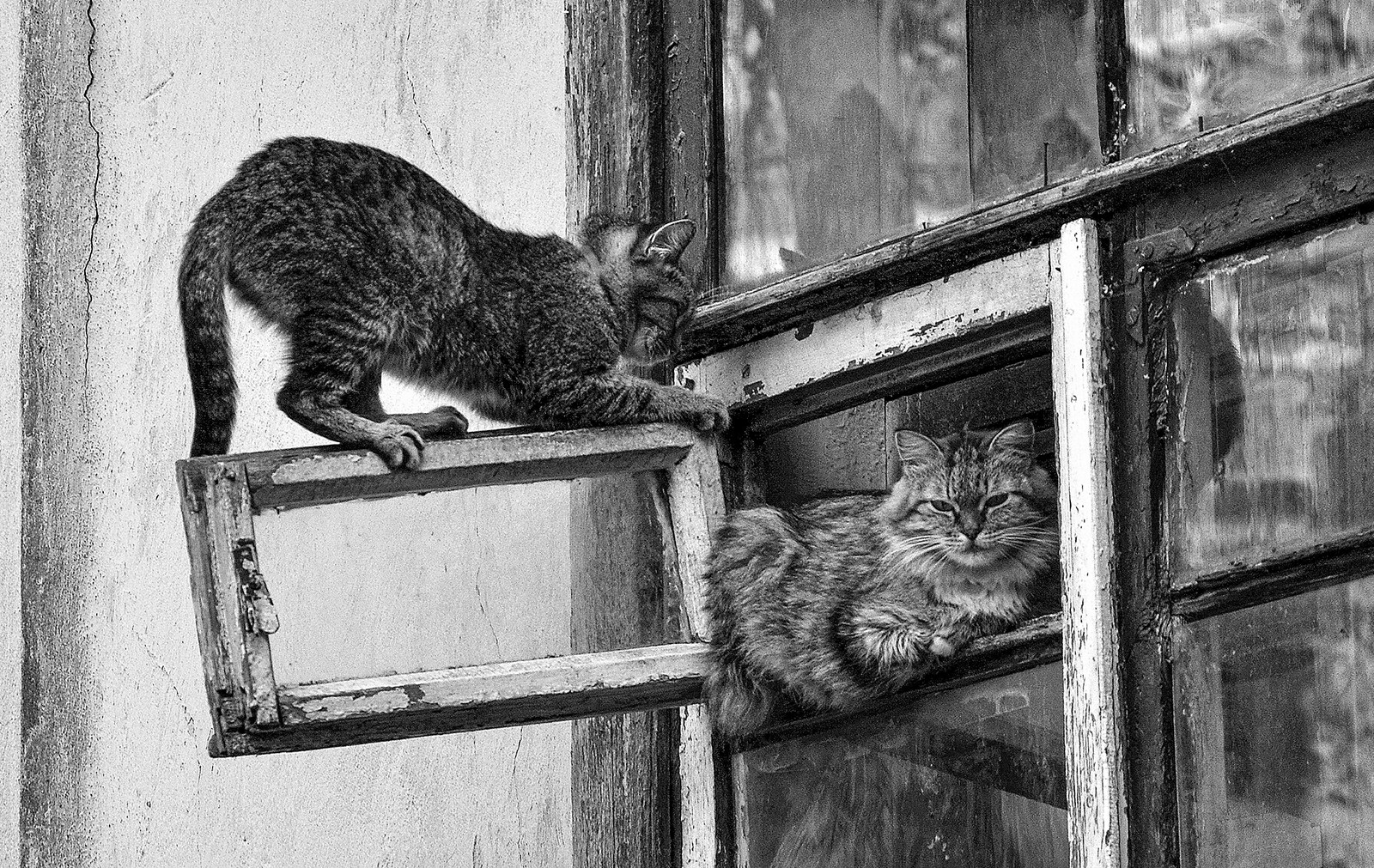 Кот на карнизе. Кошка на окне. Кот в форточке. Кошки на окошке. Кошка в форточке.