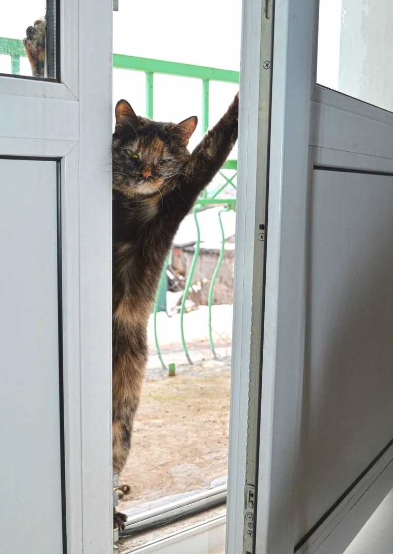 Зашли домой т. Кот лезет в окно. Кот пришел домой. Кошка ждет хозяина. Кот ждет у двери.