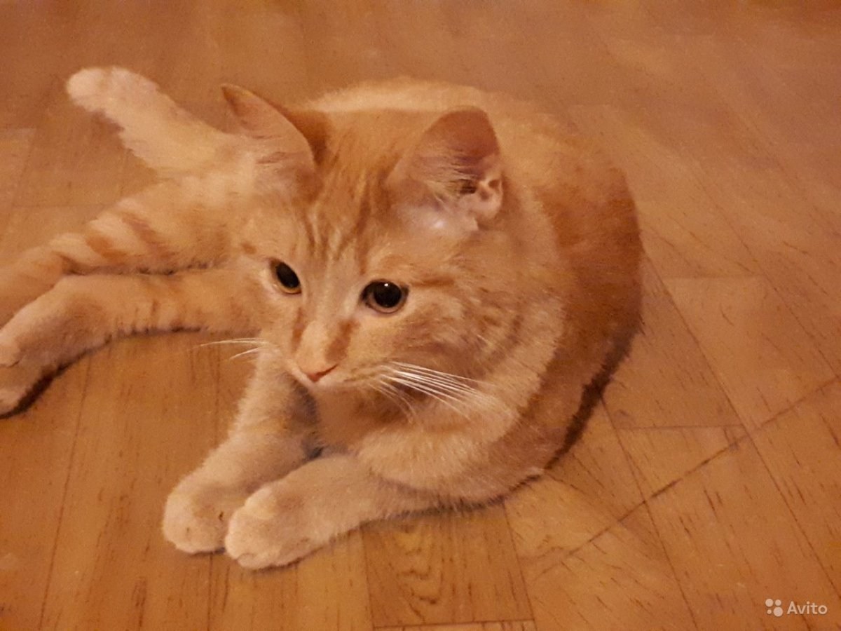 Персиковый гладкошерстный кот