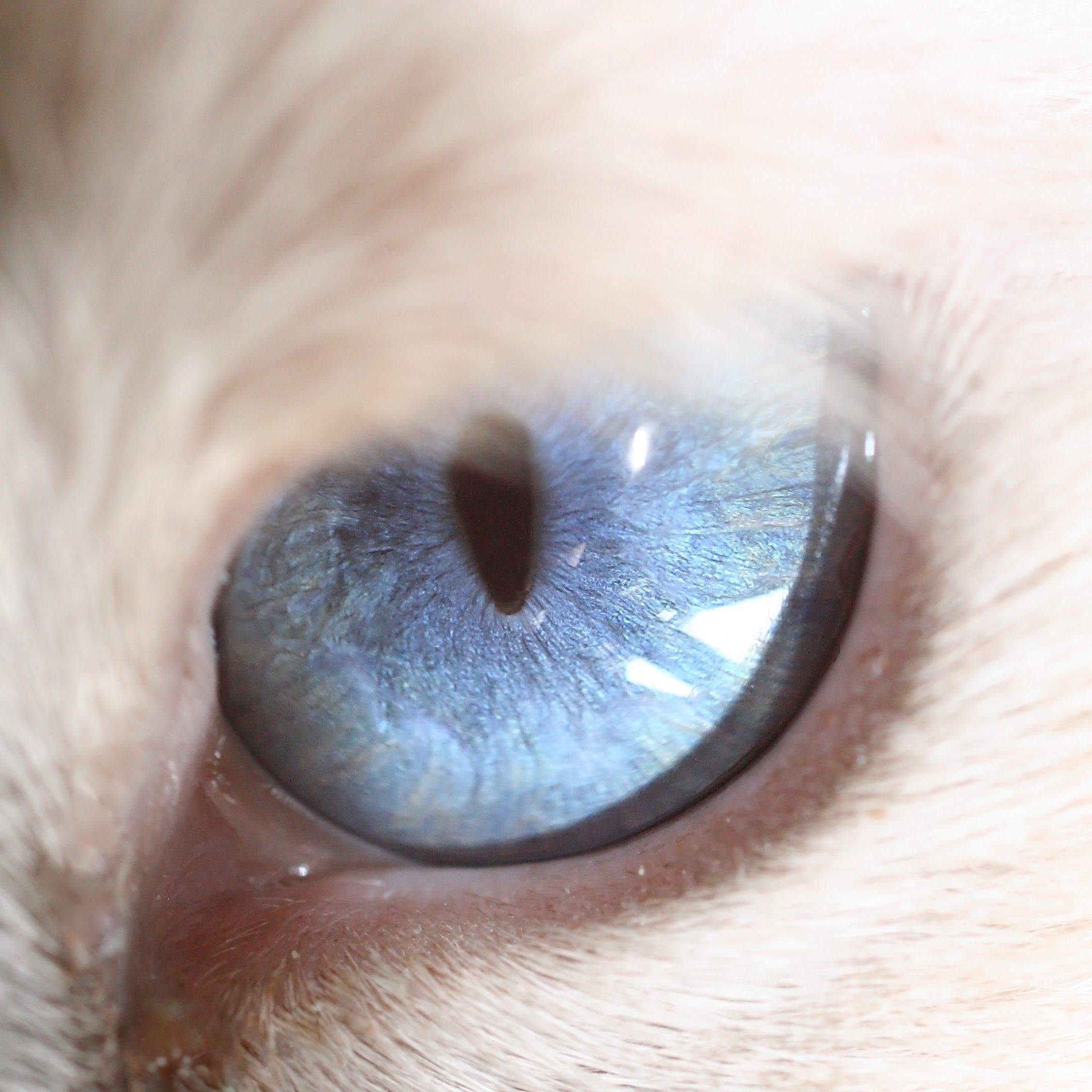 Радужка кошки. Голубой кошачий глаз. Глаза кошки. Кошачий зрачок. Белый кошачий глаз.