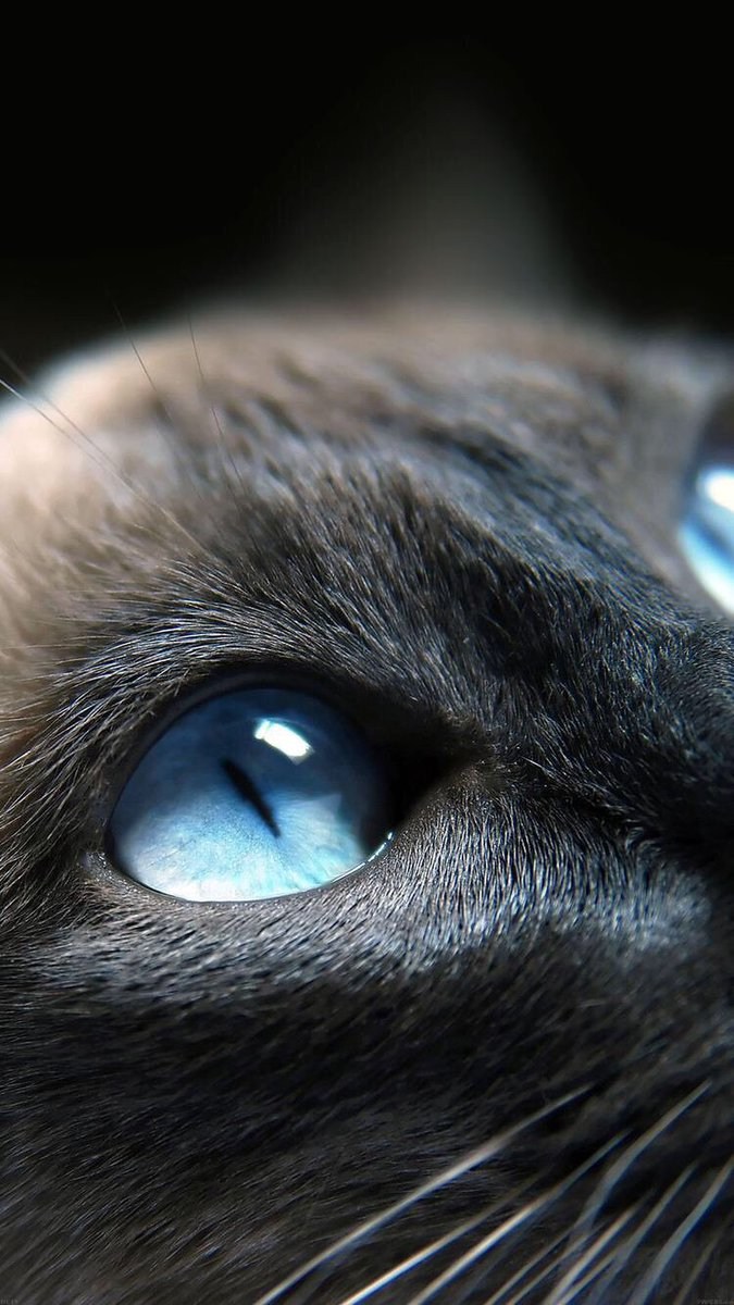Кошачий глаз