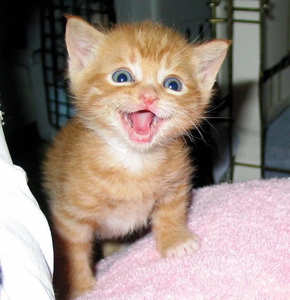 Кошачья улыбка. Смешные котята. Кот улыбается. Радостный котик. Милые рыжие котики.
