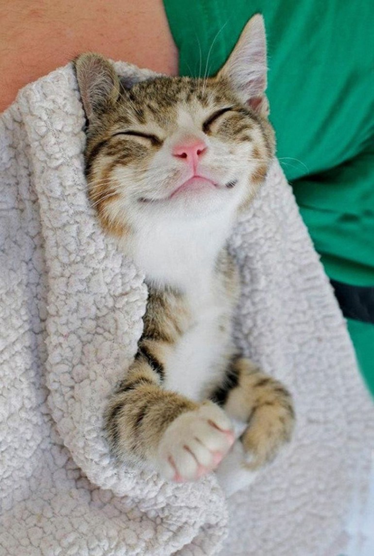 Кот улыбается