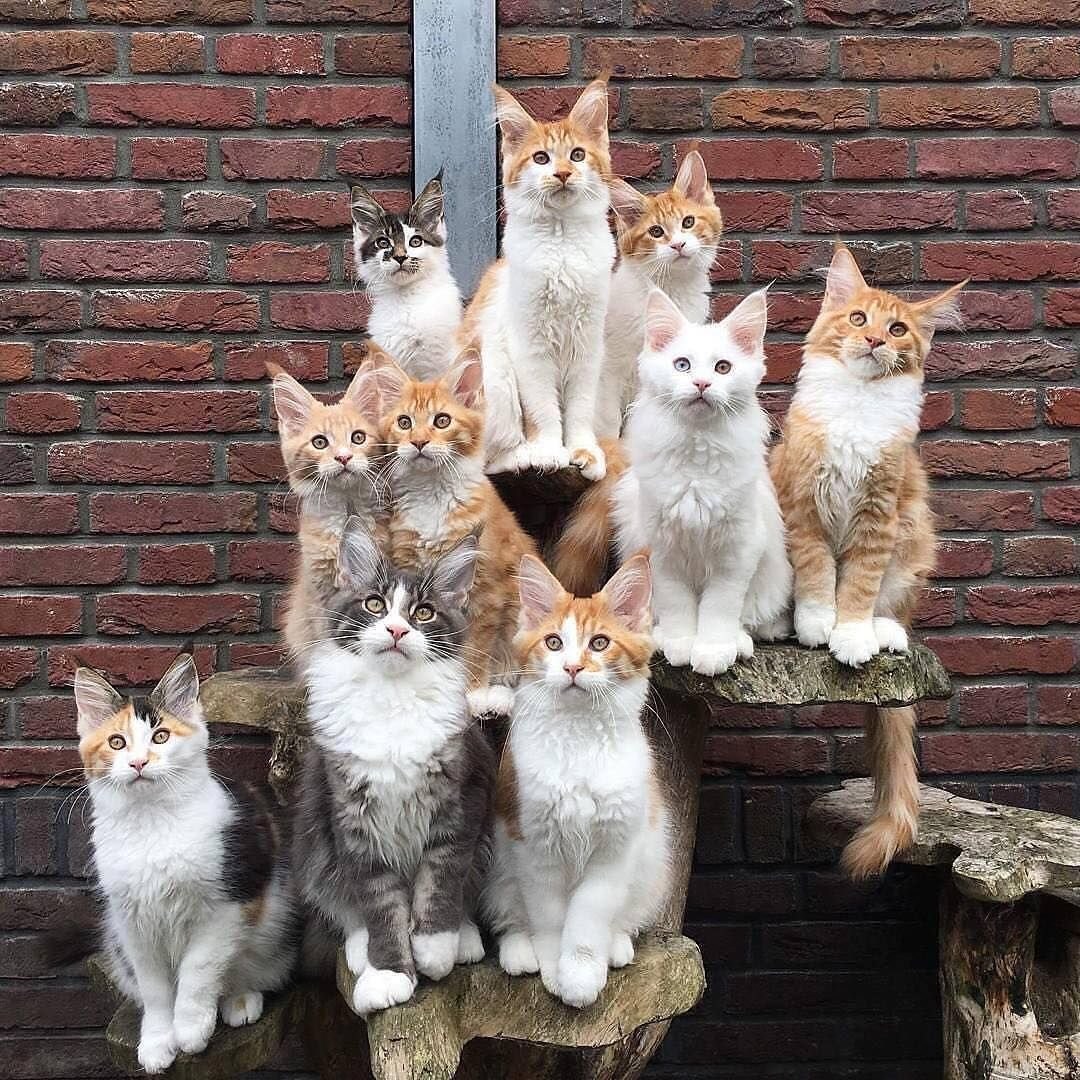 Кошка и 10 котят. Много кошек. Много котиков. Куча кошек. Несколько кошек.