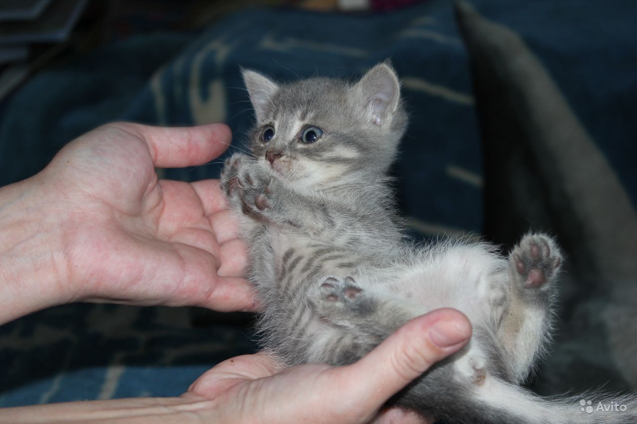 Авито котята мальчики. Котёнок мальчик в добрые руки. Тайские котята мальчики. Как выглядит котенок мальчик.