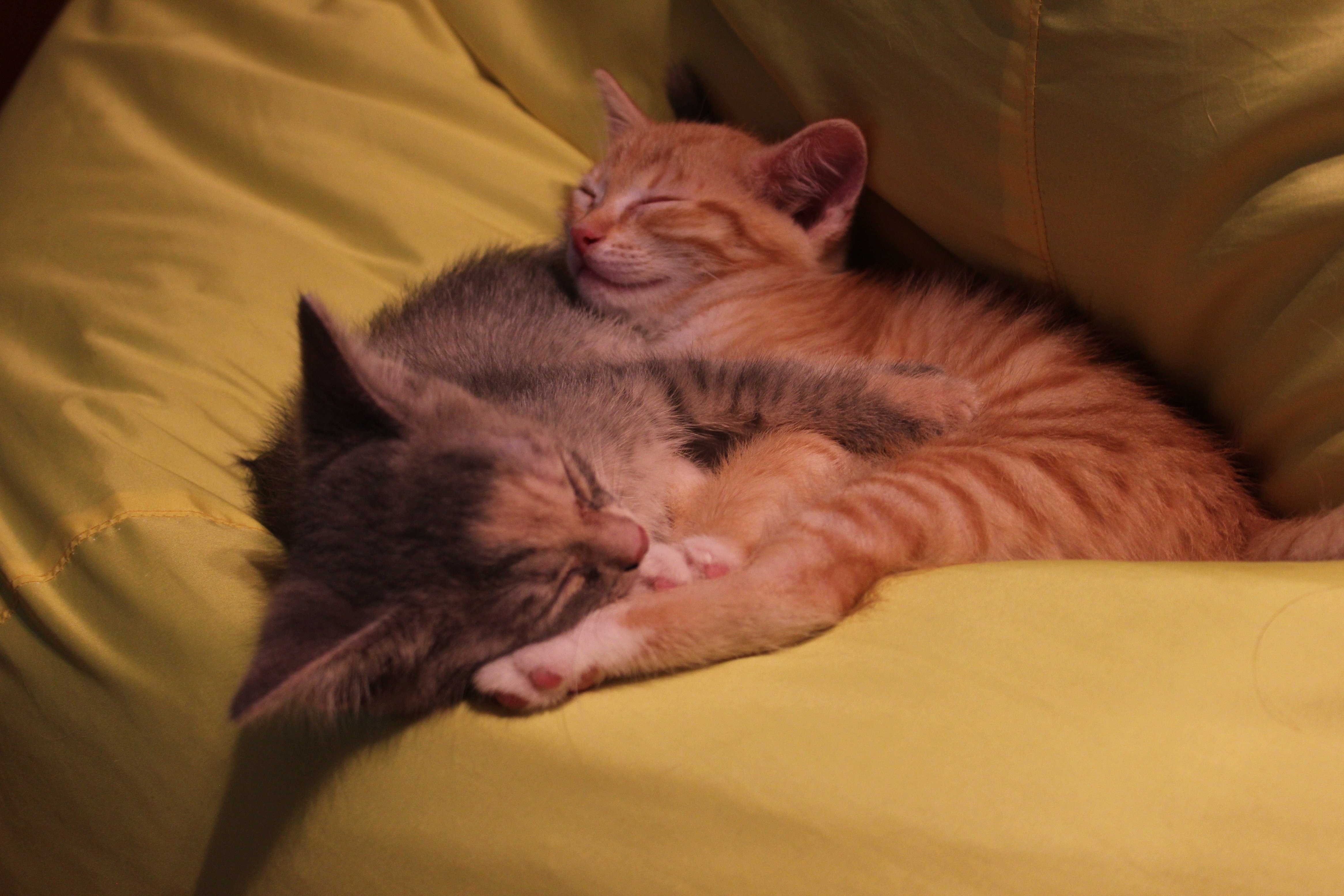 Кошки спят вместе. Котята в обнимку. Котики обнимаются. Котики спят в обнимку.