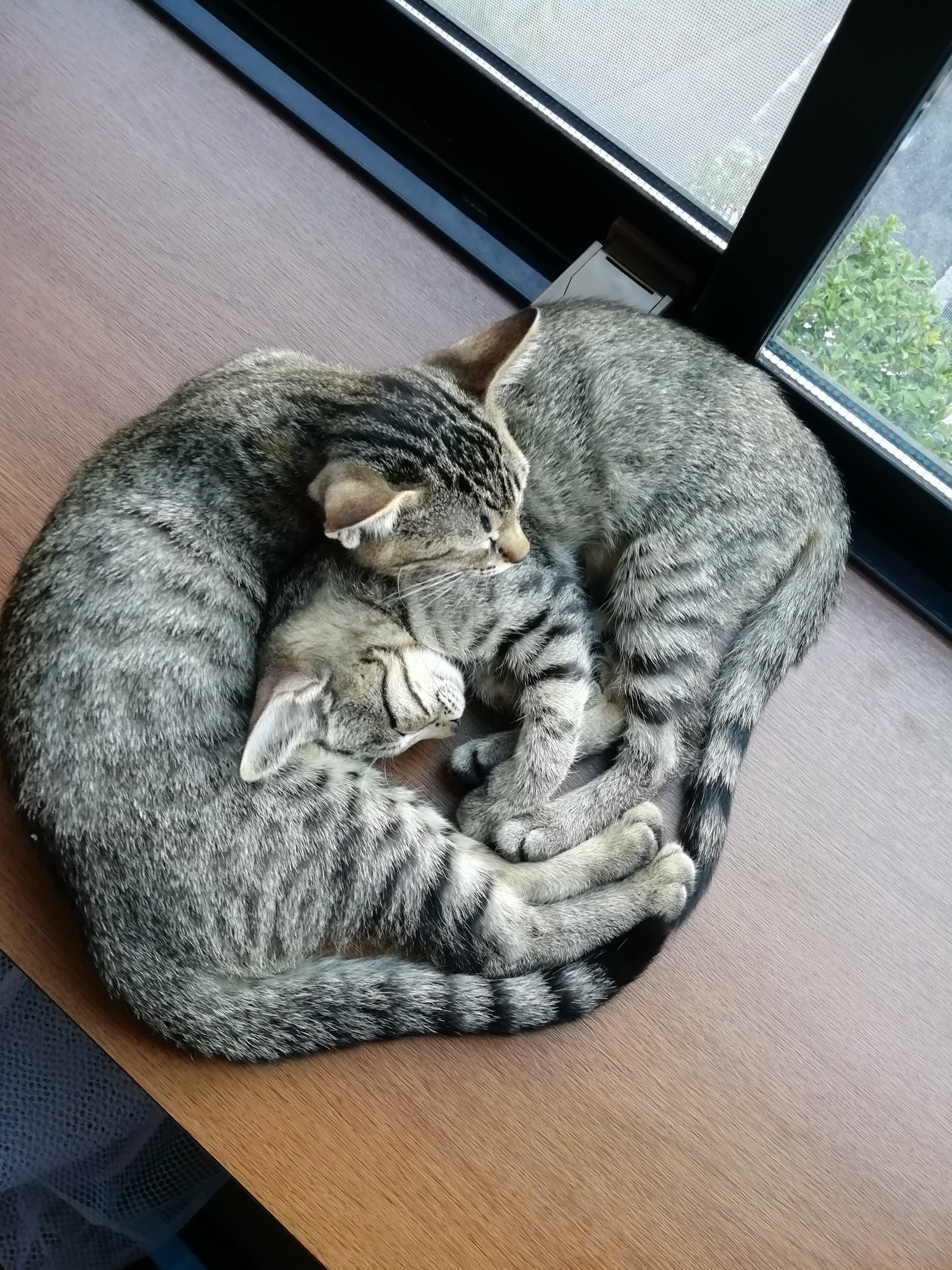 Кошки спят вместе. Котики спят вместе. Котики обнимаются. Кошачьи объятия. Кошки которые обнимаются.