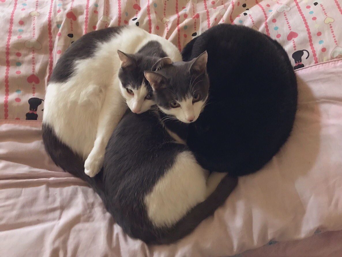 Милые котики которые вместе спят