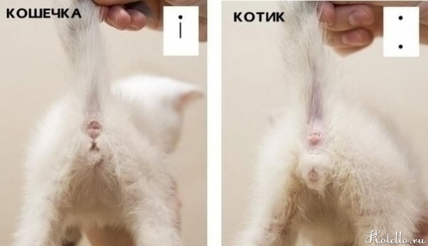 Определение пола котенка - картинки и фото koshka.top