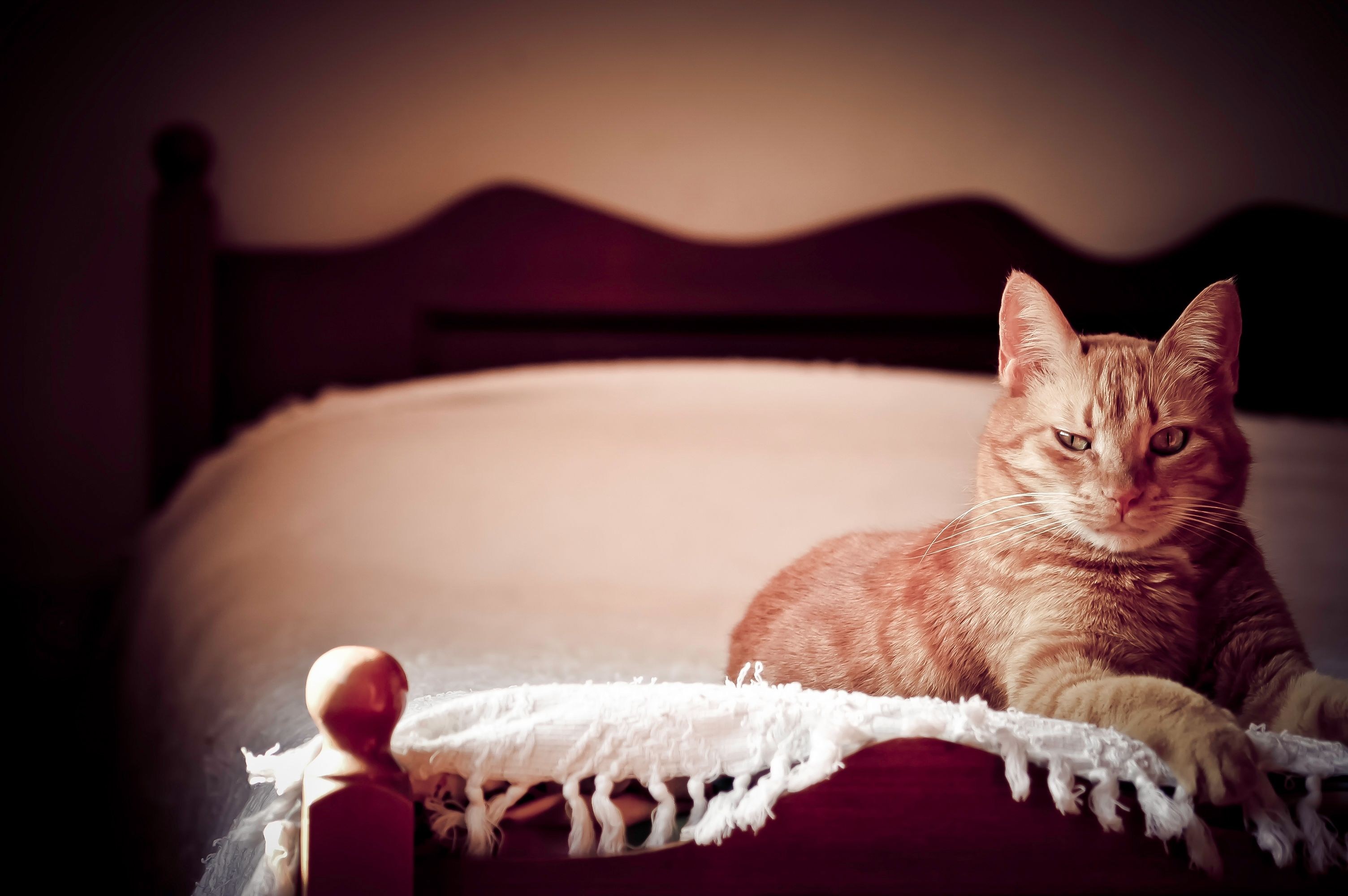 Лежать на англ. Котик на диване. Кошка лежит. Кровать для кошки. Кот в кровати.
