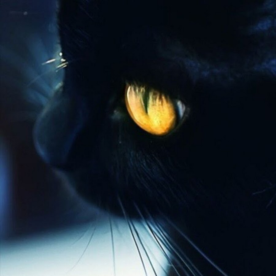 Черная кошка с янтарными глазами