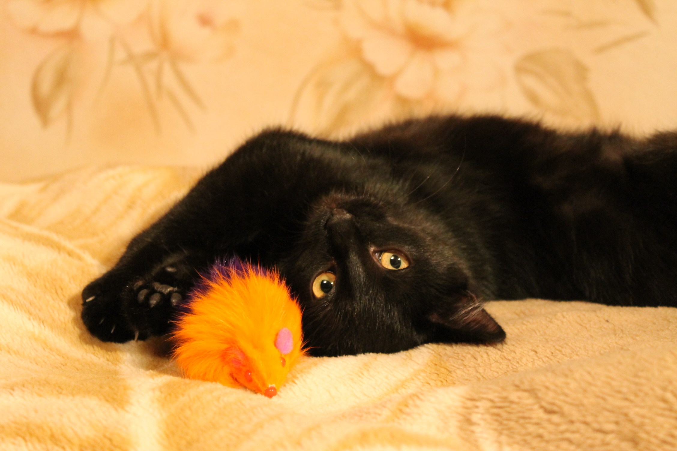 Черный кот 6 месяцев