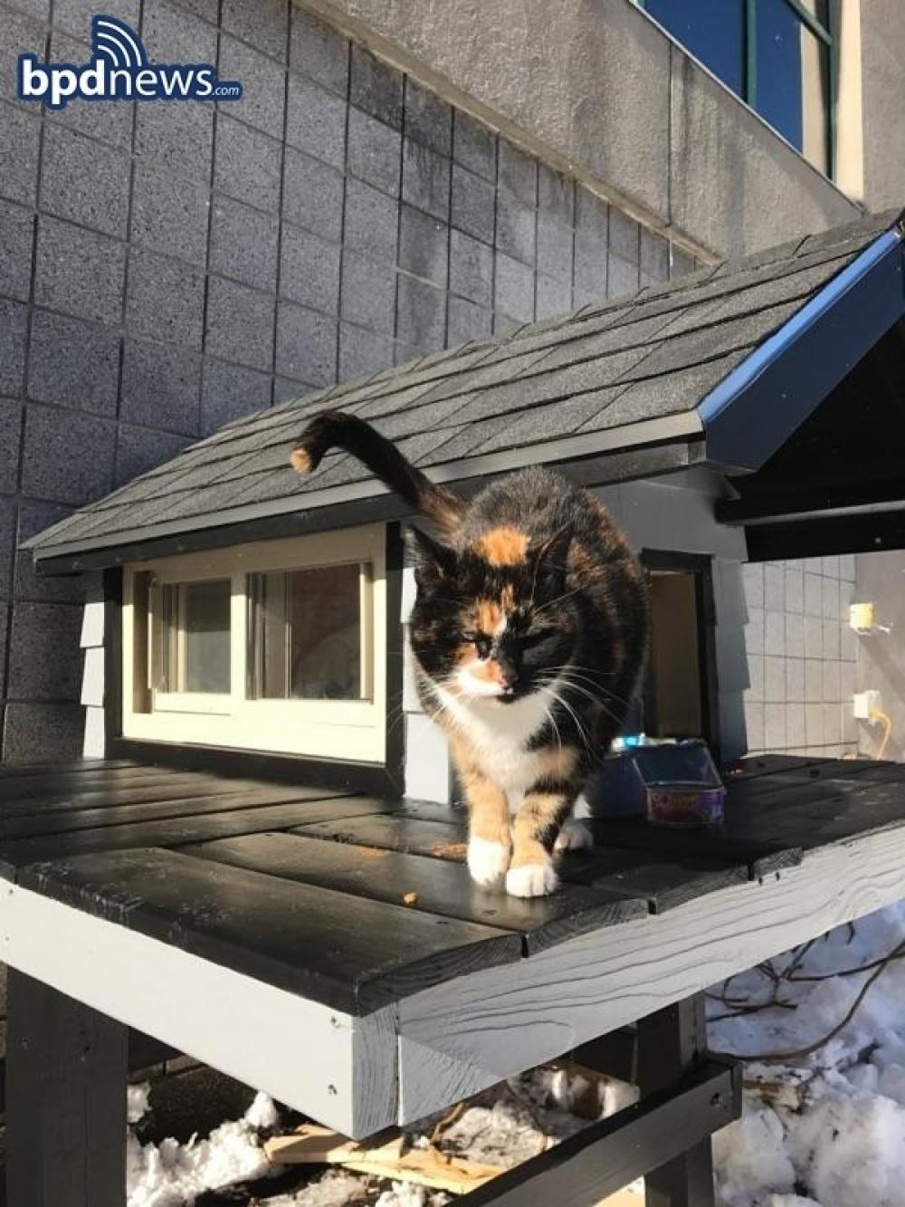 Запускаем кошку в дом. Уличный домик для котов. Домики для бездомных кошек. Домик для котиков уличный. Домик для бездомного кота.