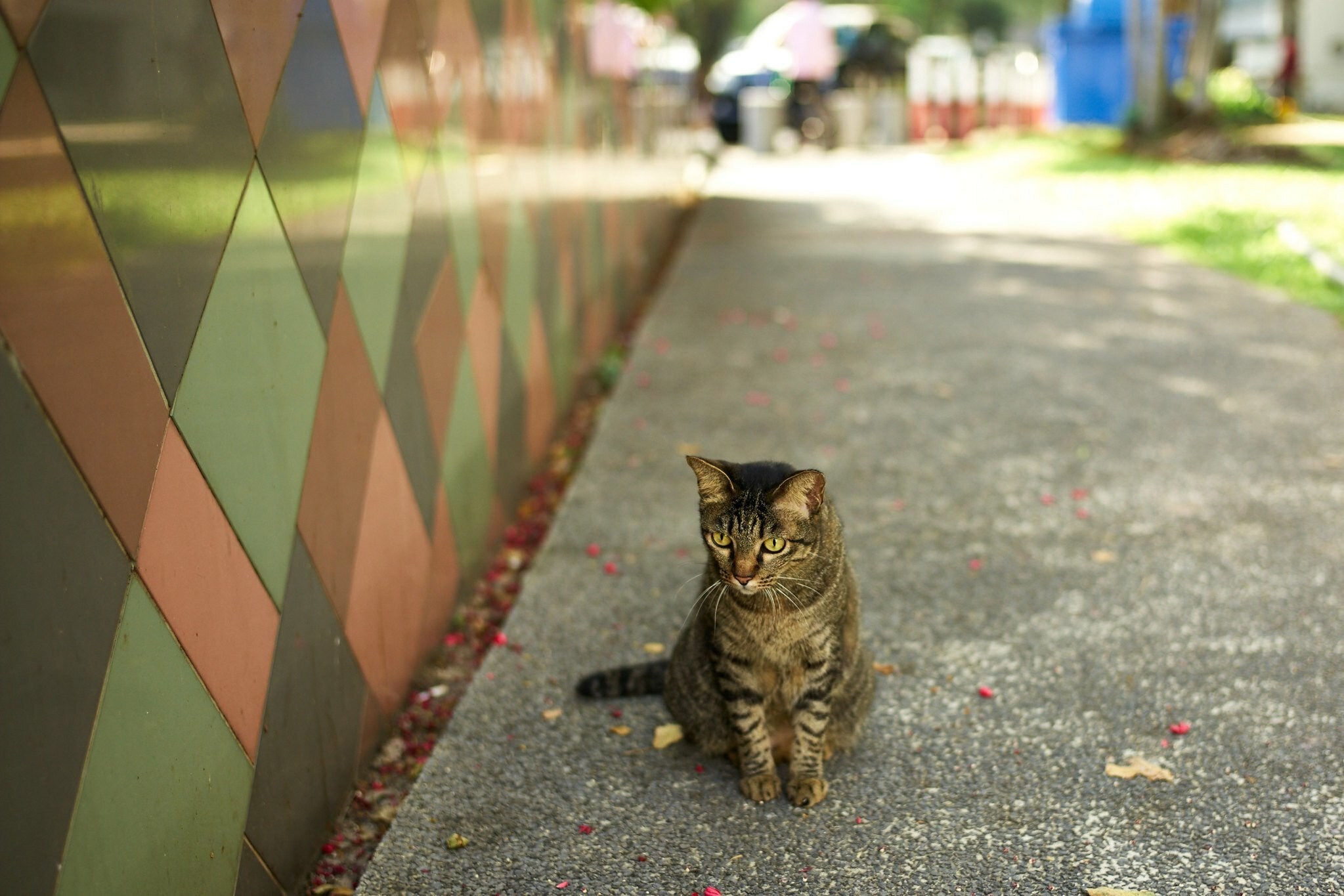 Hello street cat петиция. Уличный кот. Кошка на улице. Уличный котенок. Кошачья улица.