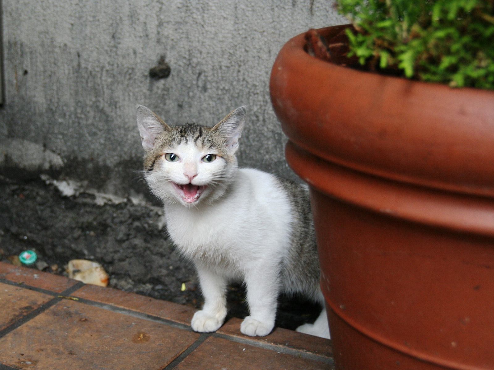 Серо белый котик на улице
