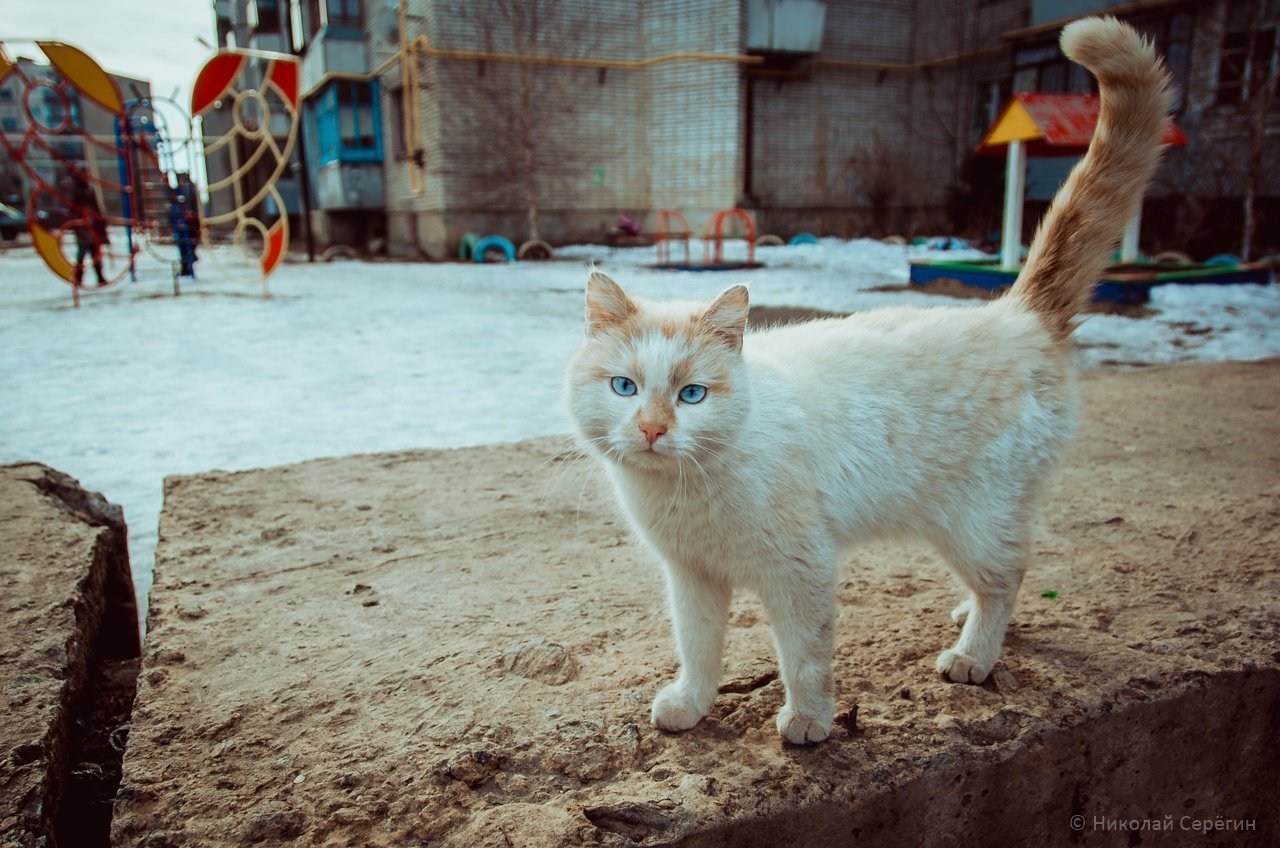 Кошки когда можно на улицу. Уличные котята. Уличный кот. Кошка на улице. Коты в городе бродячие.
