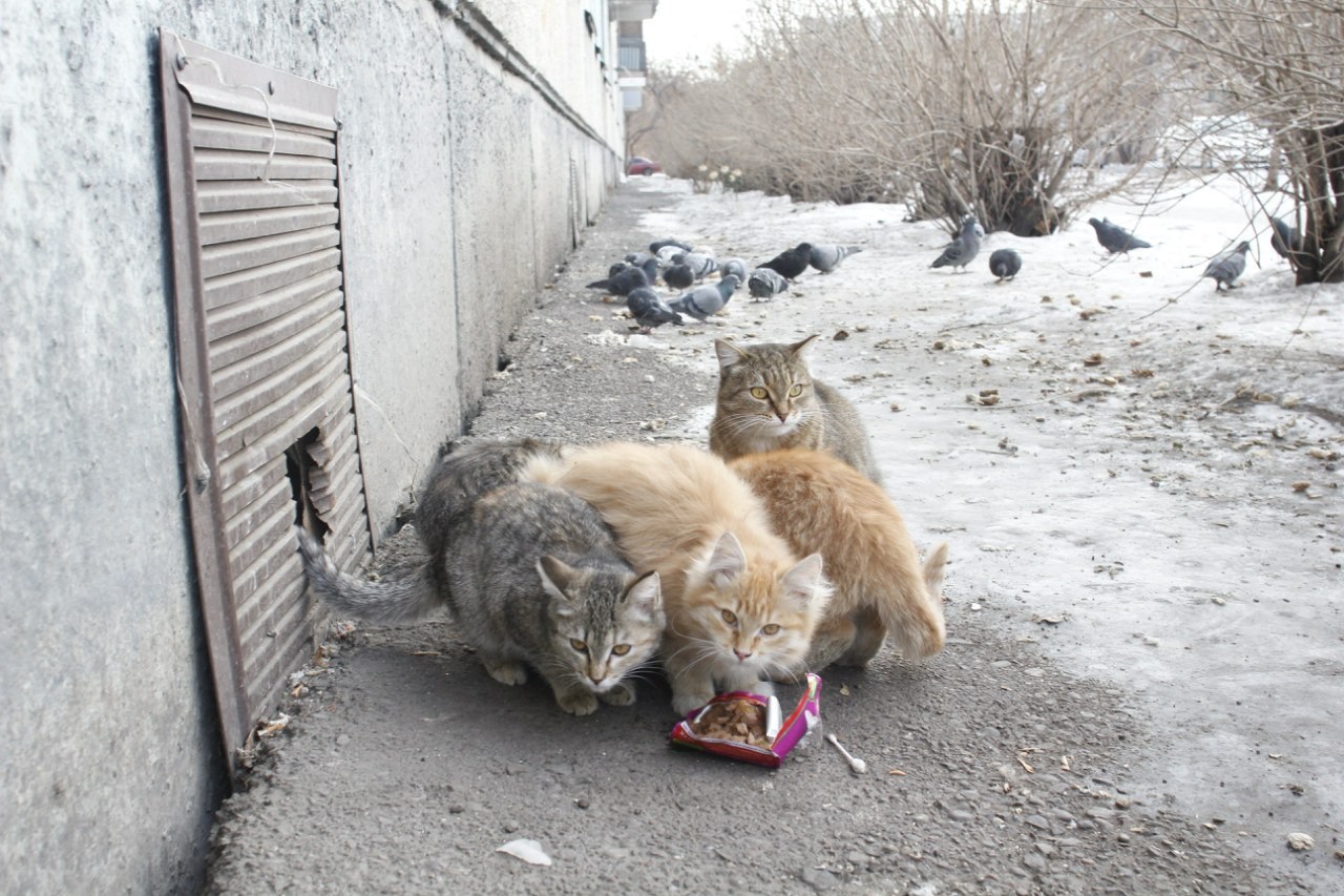 Кошки когда можно на улицу. Бездомные кошки. Брошенные кошки. Уличные коты. Кошки на улице бездомные.