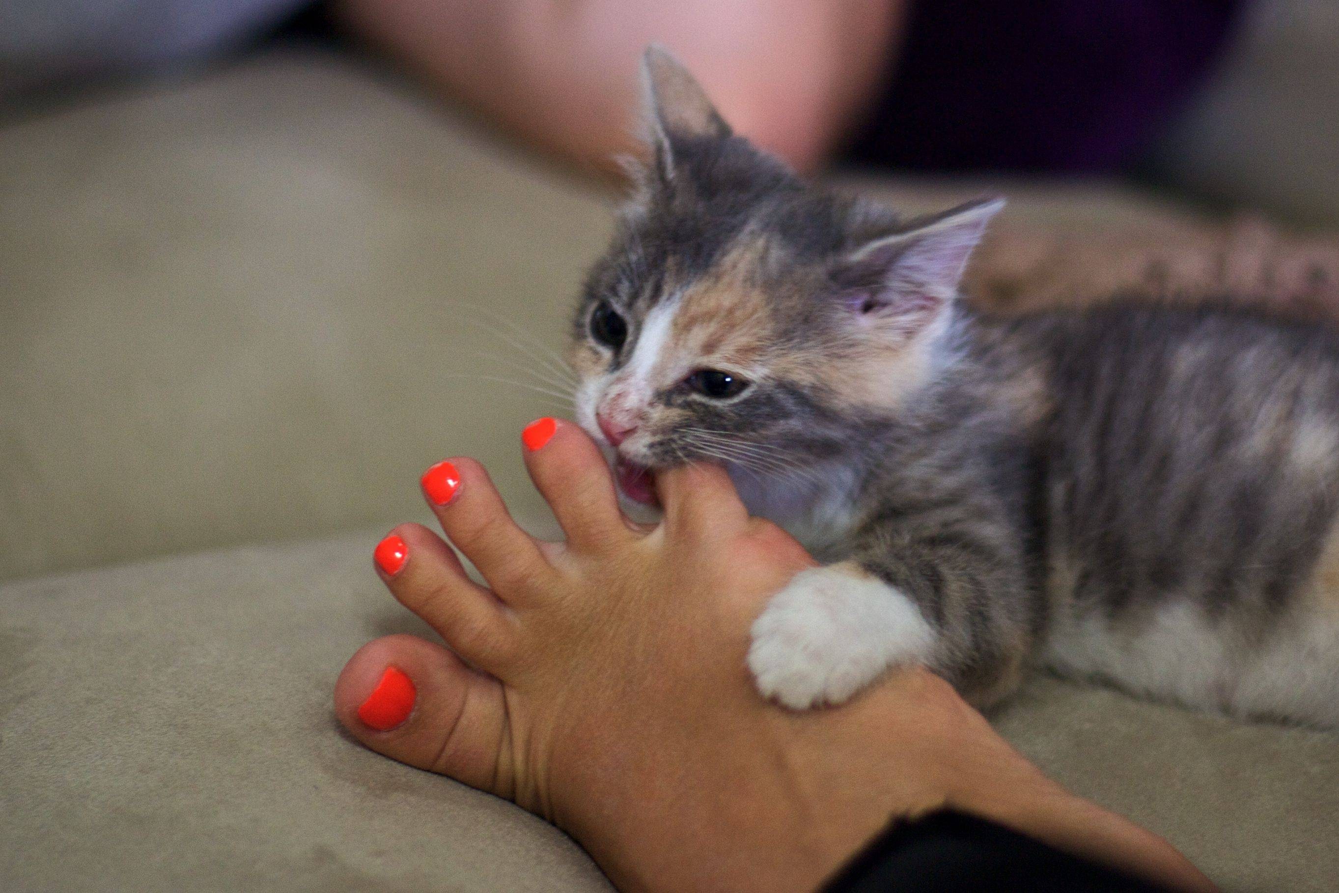 Kalel Kitten Feet