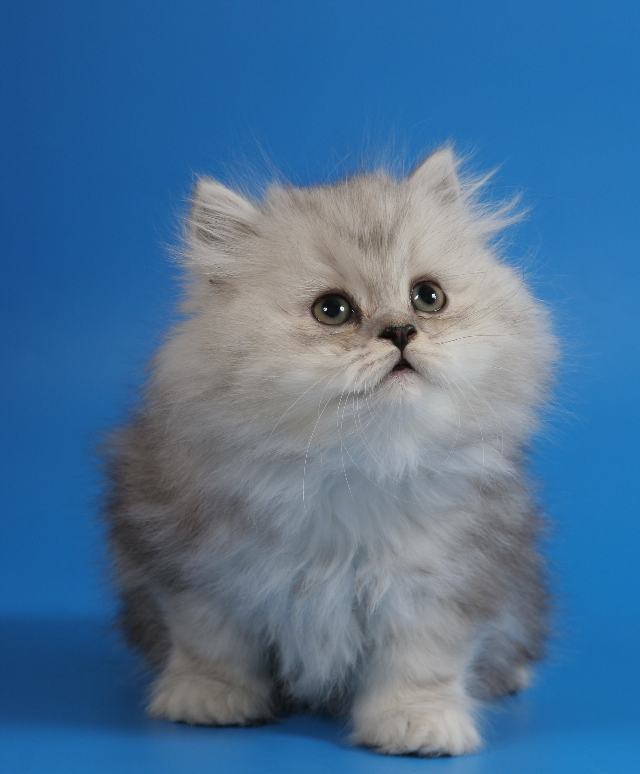 Персидский котик маленький