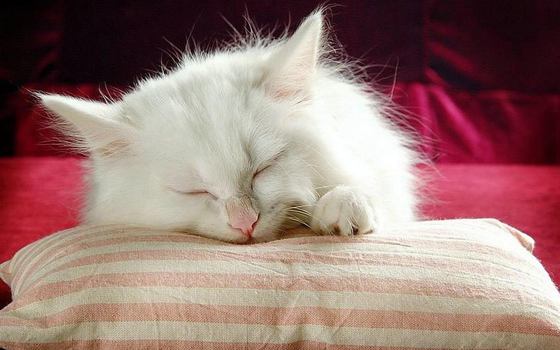 Пушистый спящий котенок. Спящий кот. Спящие котята. Спящий котенок. Котенок. Спокойной ночи!.