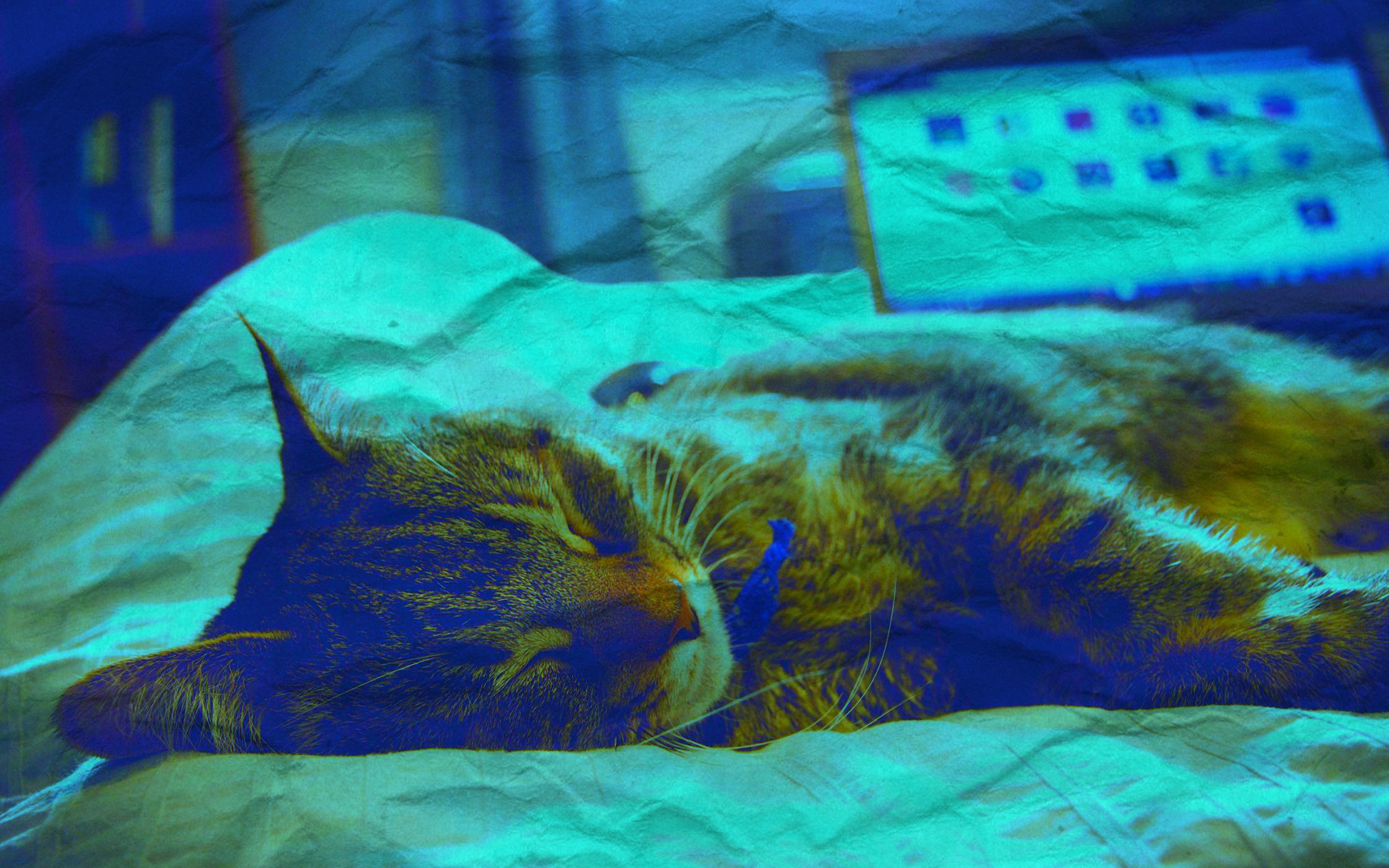 Пестрый кот сон. Кот видит сон. Хранящая сны кошка. К чему снятся Слепые котята. К чему снятся коты во сне мужчине