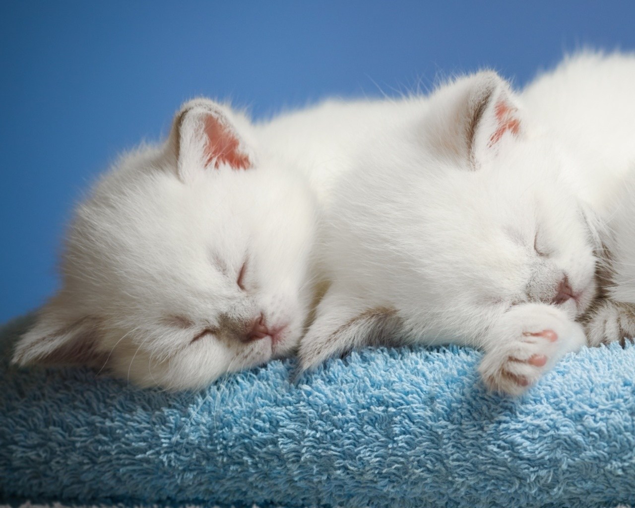 Сонник видеть котят. Спящий белый котенок. Милые белые котята. Белый котенок во сне.