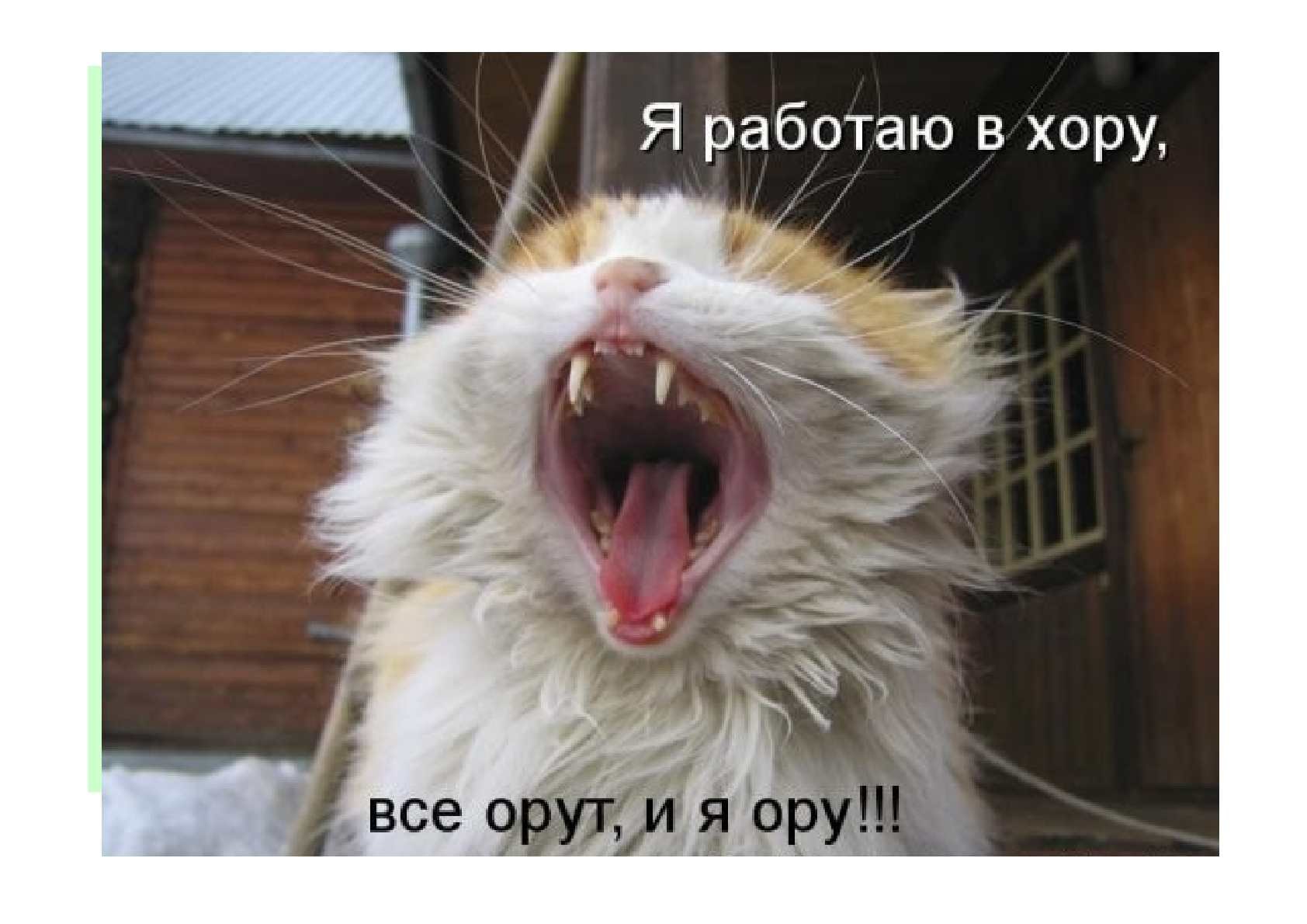 Я вою я пою. Кот кричит. Орущий кот. Смешной орущий кот. Коты в марте орут.