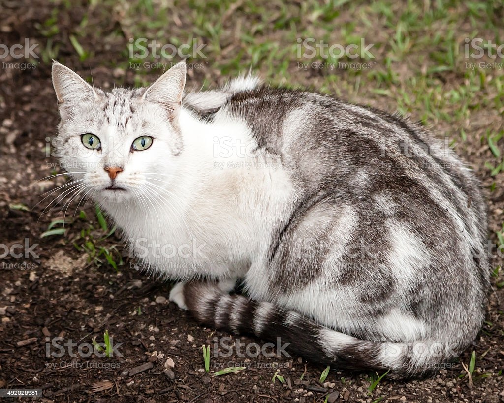 Белая кошка с серыми полосками