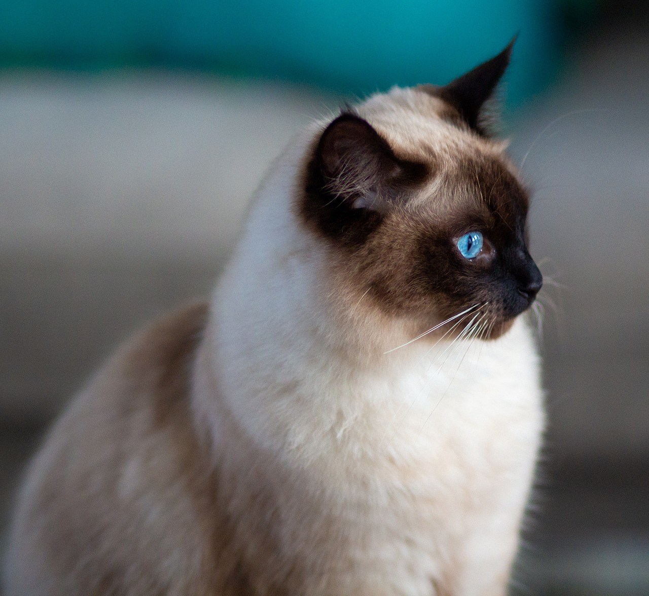 Сиамская кошка с голубыми глазами фото