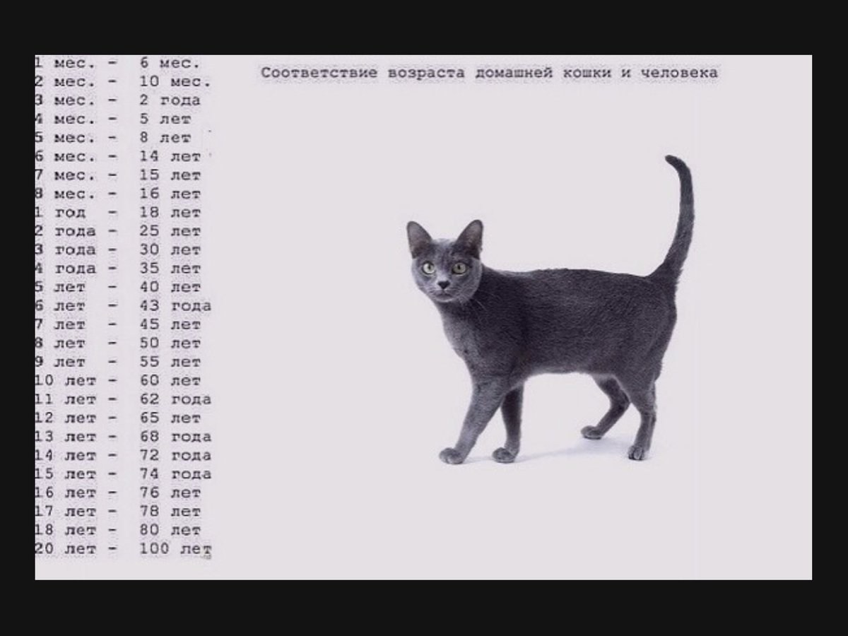 Соотношение кошачьего и человеческого возраста таблица
