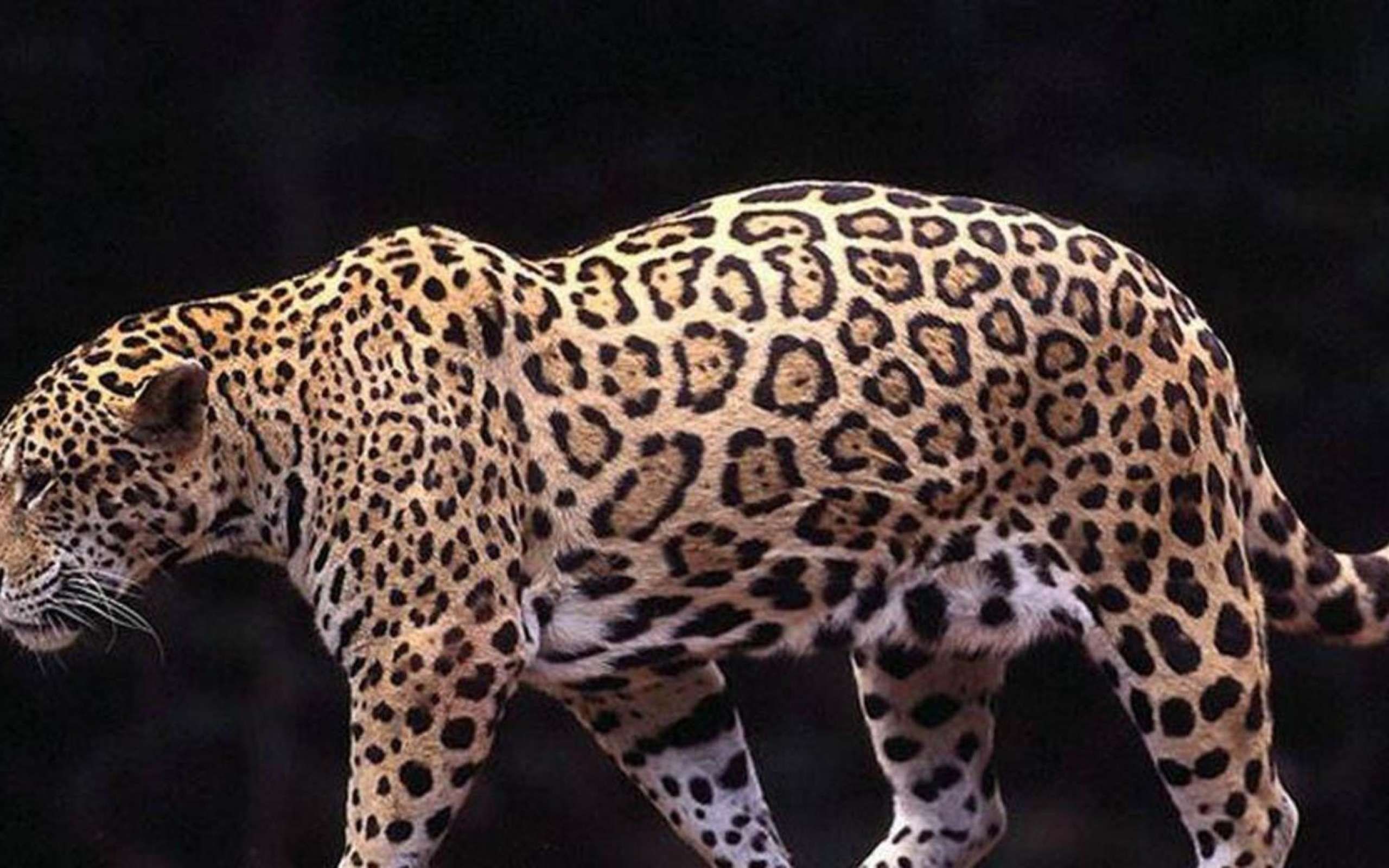 Ягуар Panthera onca