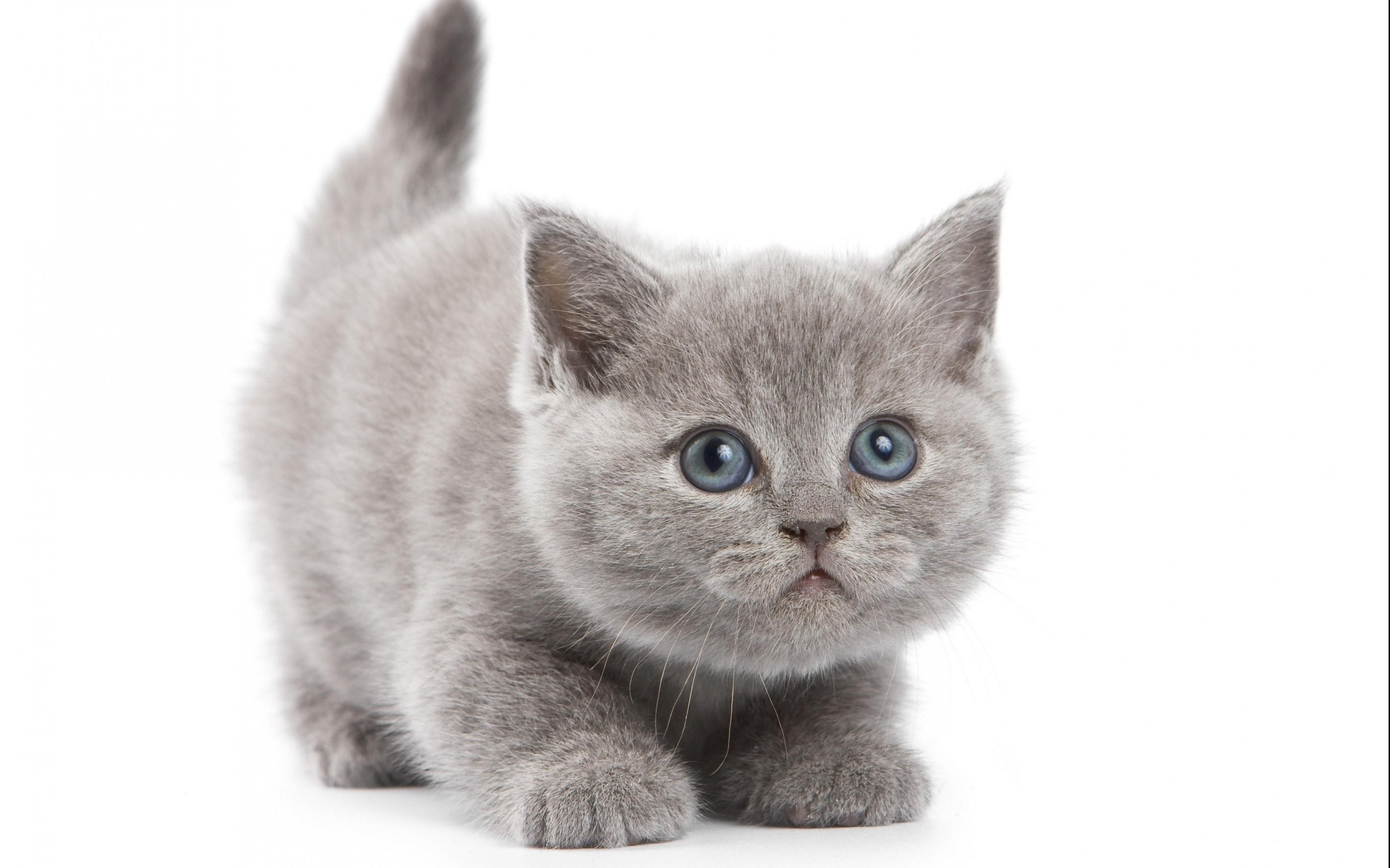 Kitten1bot. Британская короткошёрстная кошка. Серый британец котенок. Скоттиш страйт. Котик на белом фоне.