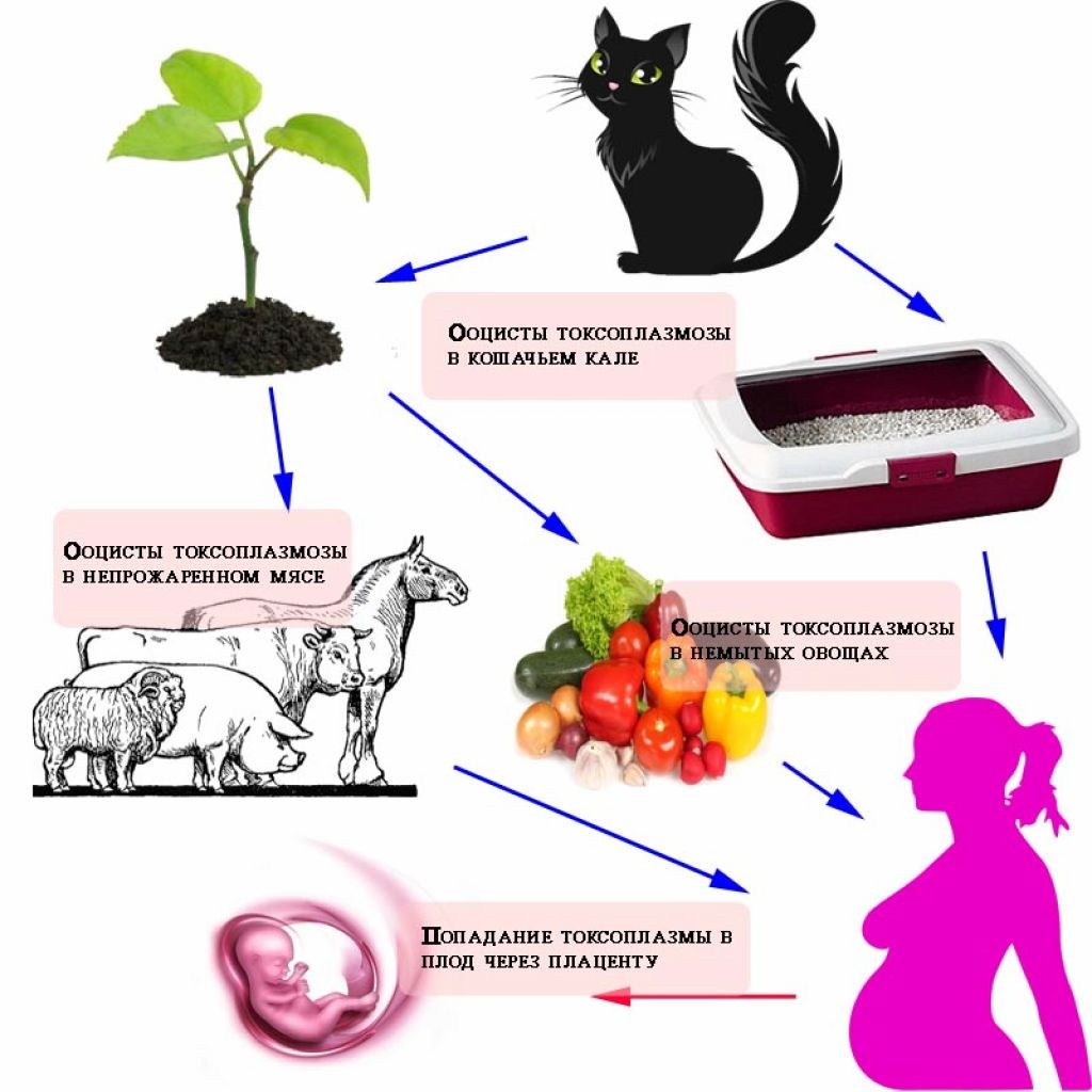 Какая болезнь передается от кошек. Токсоплазмоз пути заражения человека. Источник заражения токсоплазмозом. Токсоплазмоз у кошек пути заражения. Способы заражения токсоплазмозом.